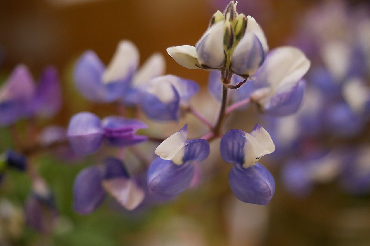 Sky Lupine (Lupinus nanus) - PlantNative.org Close-up of sky lupine flowers showing the blue-violet banner petals with white centers arranged in a whorled spike