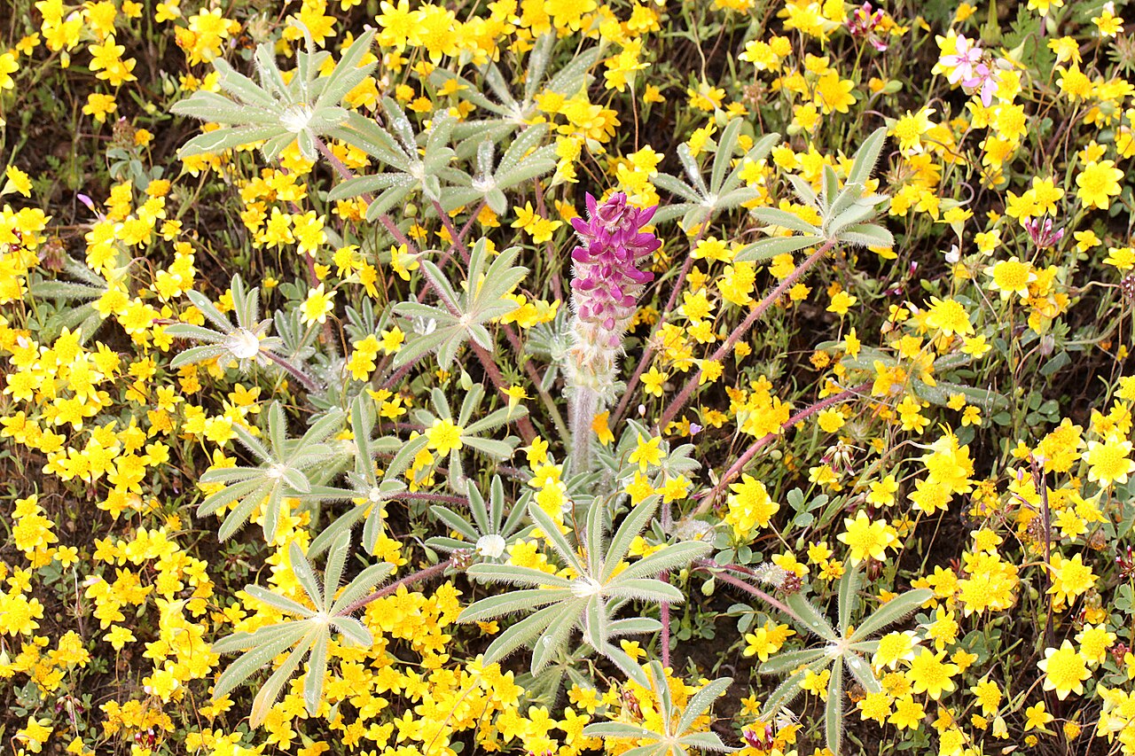 Sky Lupine (Lupinus nanus) - PlantNative.org Sky lupine plant with silvery palmate leaves and a single magenta-purple flower spike growing amid yellow wildflowers at Carrizo Plain National Monument