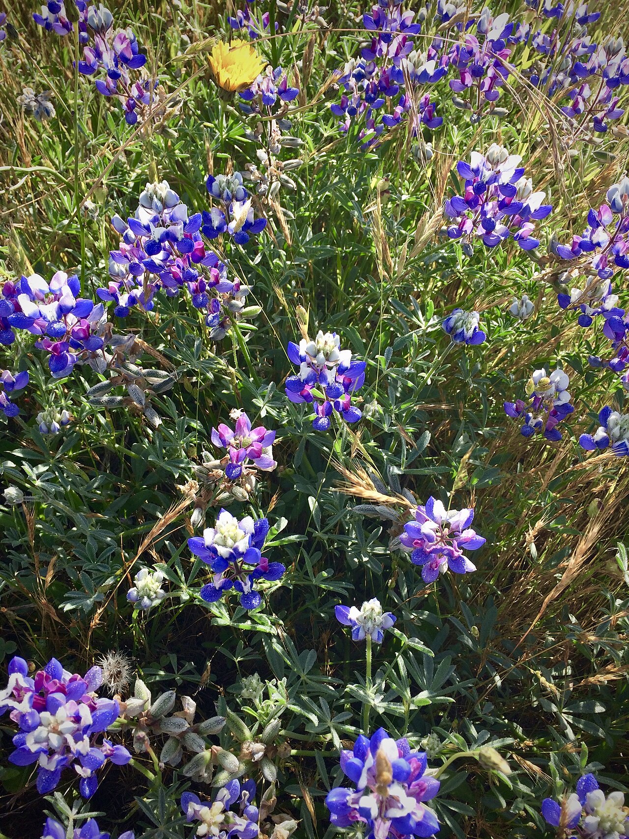Sky Lupine (Lupinus nanus) - PlantNative.org Dense stand of sky lupine (Lupinus nanus) with blue-violet and white pea flowers blooming along the California coast near Hearst Beach
