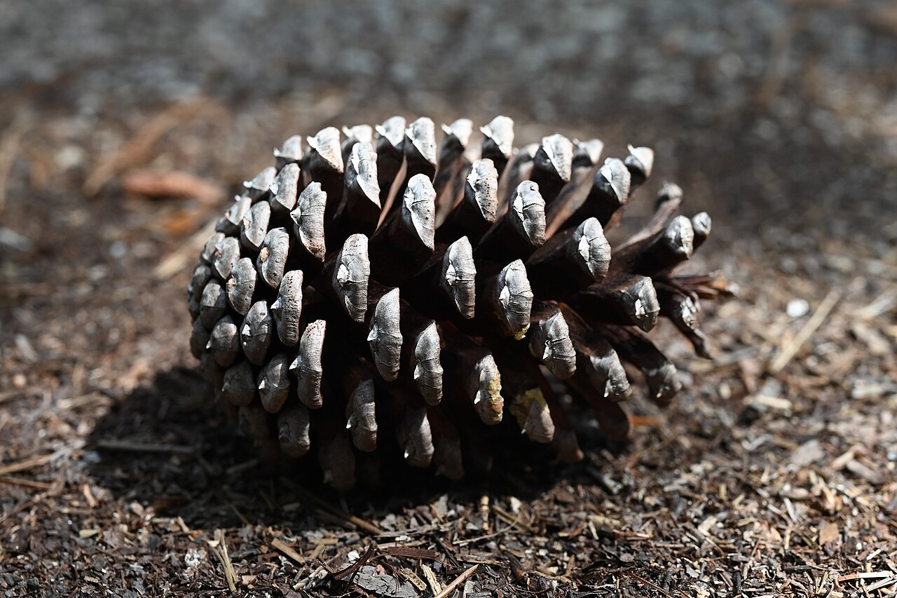 Slash Pine (Pinus elliottii) - PlantNative.org Close-up of a glossy brown slash pine (Pinus elliottii) cone with prickly scales lying on sandy forest soil