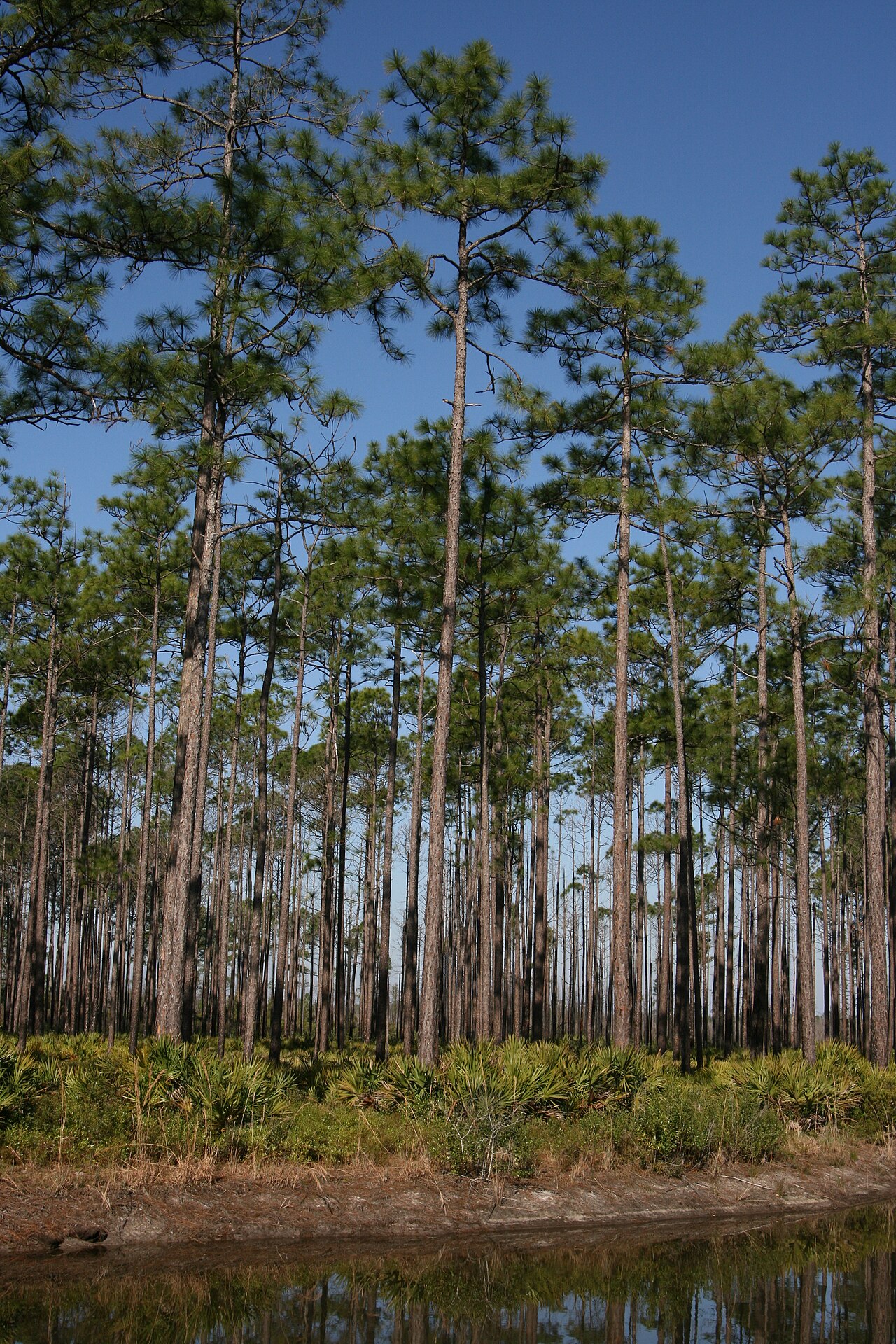 Slash Pine (Pinus elliottii) - PlantNative.org Mature slash pine (Pinus elliottii) stand with tall straight trunks reflected in flatwoods pond water in the Okefenokee region of Georgia