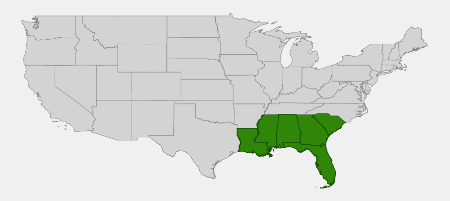 Native range map of slash pine (Pinus elliottii) showing distribution across South Carolina, Georgia, Florida, Alabama, Mississippi, and Louisiana