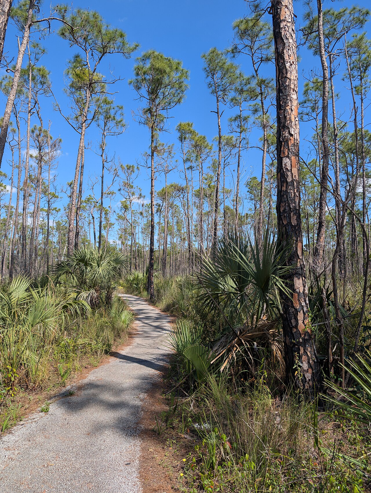 Slash Pine (Pinus elliottii) - PlantNative.org Slash pine (Pinus elliottii) trees with tall straight trunks and tufted crowns growing along a sandy trail in Florida pine flatwoods