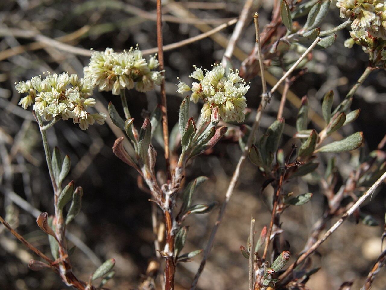 Slender Buckwheat (Eriogonum microthecum) - PlantNative.org Close-up of slender buckwheat showing narrow gray-green leaves and dense clustered white flowerheads