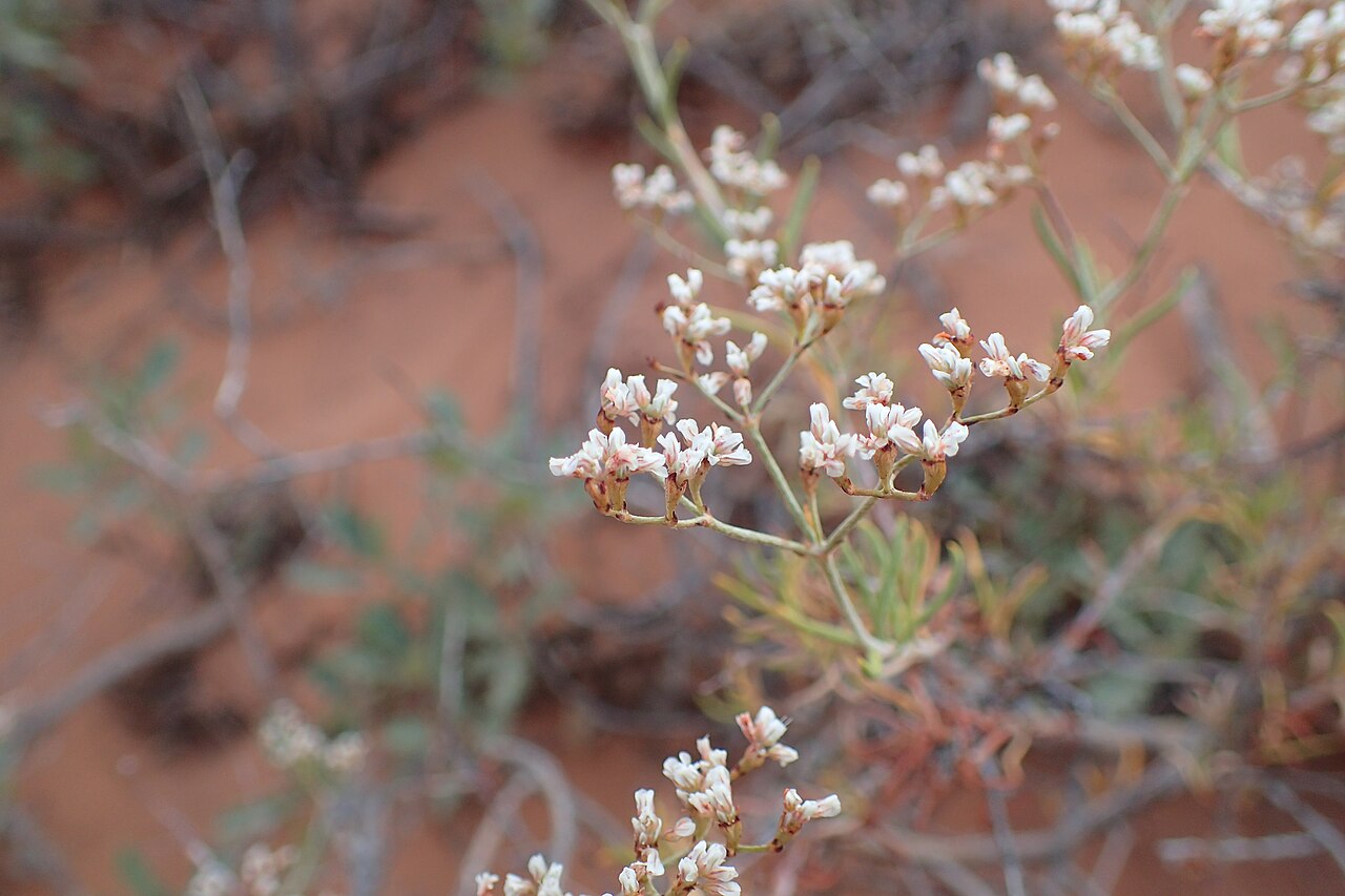 Slender Buckwheat (Eriogonum microthecum) - PlantNative.org Slender buckwheat (Eriogonum microthecum) branch with clusters of small white flowers tinged pink, growing among red rock at Arches National Park, Utah
