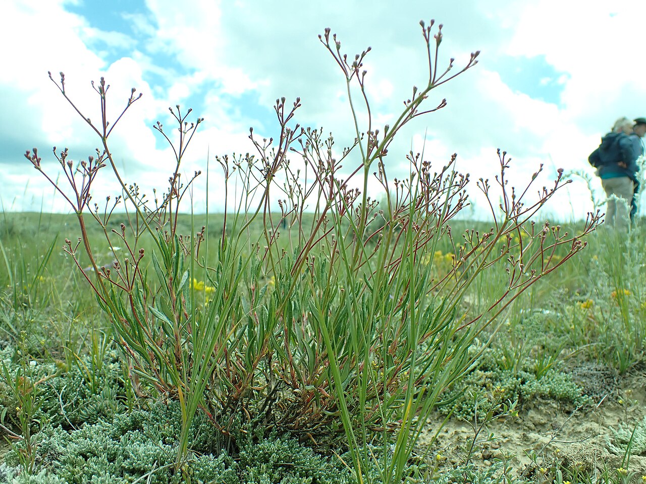 Slender Buckwheat (Eriogonum microthecum) - PlantNative.org Slender buckwheat growing among sagebrush steppe grassland in Beaverhead County, Montana