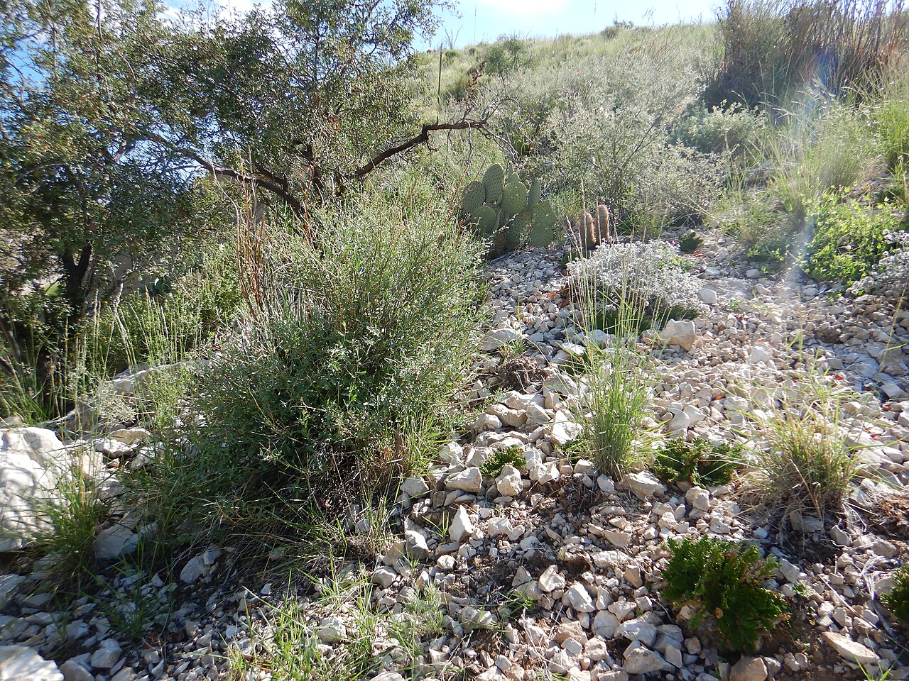Slim Tridens (Tridens muticus) - PlantNative.org Rocky limestone slope habitat with scattered Slim Tridens (Tridens muticus) clumps, prickly pear cactus, and desert shrubs typical of its native range