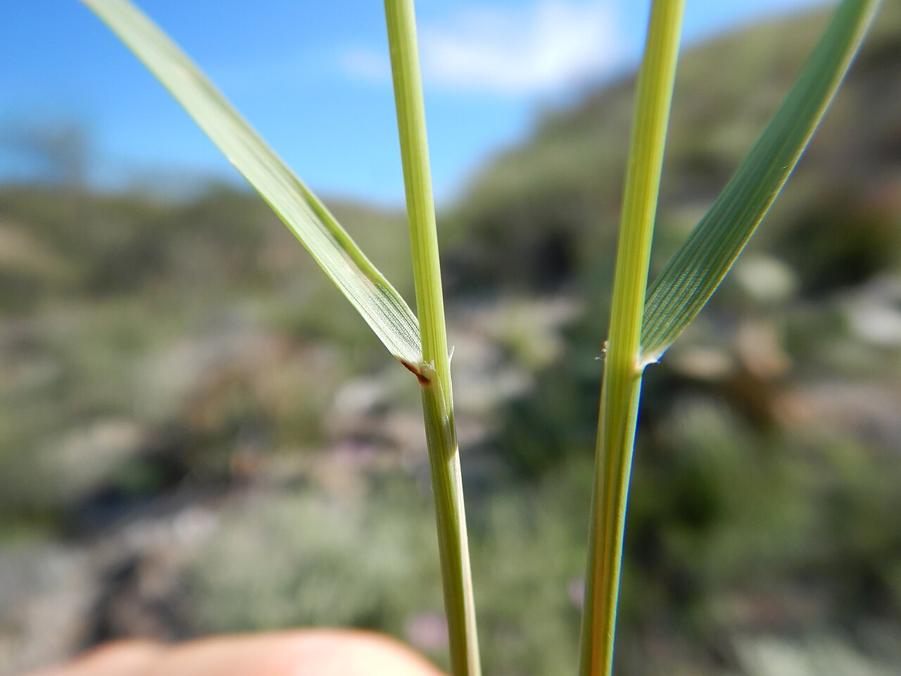 Slim Tridens (Tridens muticus) - PlantNative.org Close-up of a Slim Tridens (Tridens muticus) leaf base showing the short, membranous, fringed ligule where the blade meets the stem