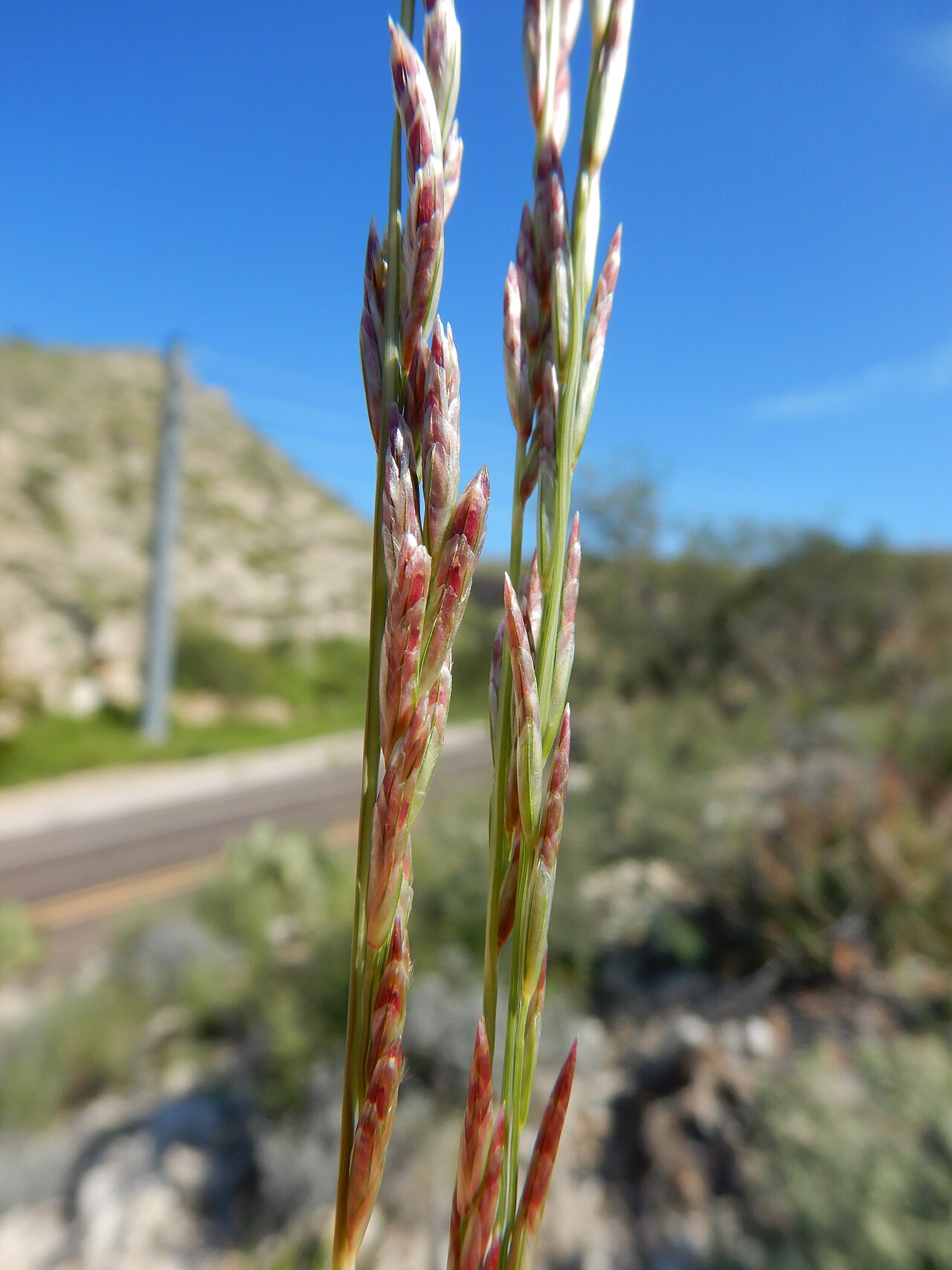 Slim Tridens (Tridens muticus) - PlantNative.org Slim Tridens (Tridens muticus) flowering stems showing narrow spikelets with reddish-purple coloring against a blue sky