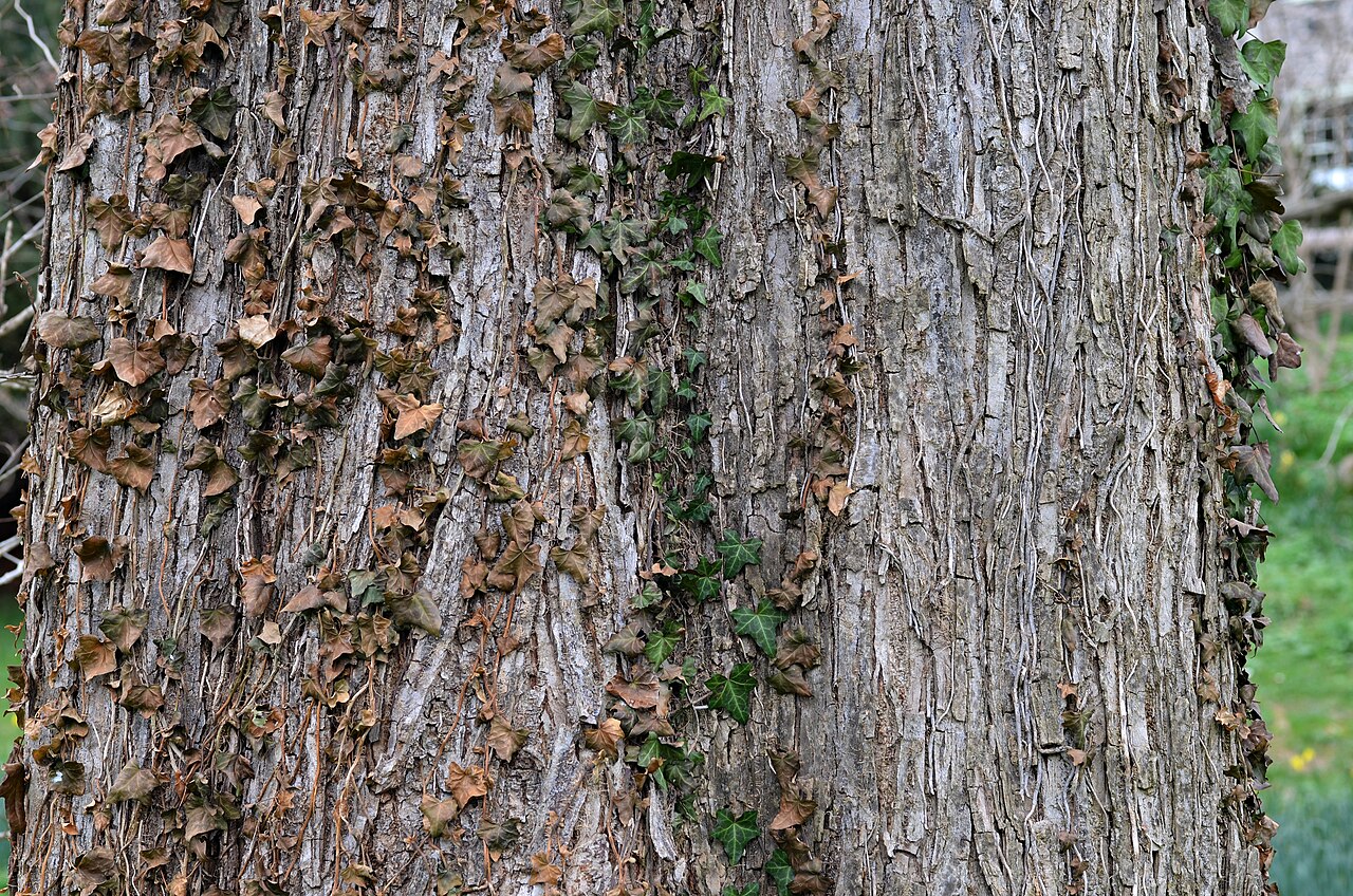 Slippery Elm (Ulmus rubra) - PlantNative.org Close-up of Slippery Elm (Ulmus rubra) bark showing deep gray-brown furrows