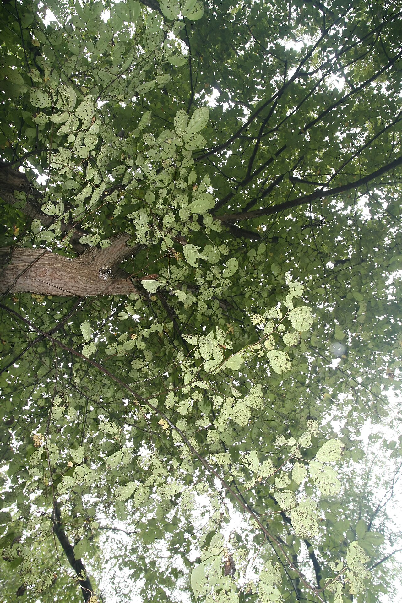 Slippery Elm (Ulmus rubra) - PlantNative.org Slippery Elm (Ulmus rubra) canopy showing rough, doubly serrate leaves on reddish young twigs