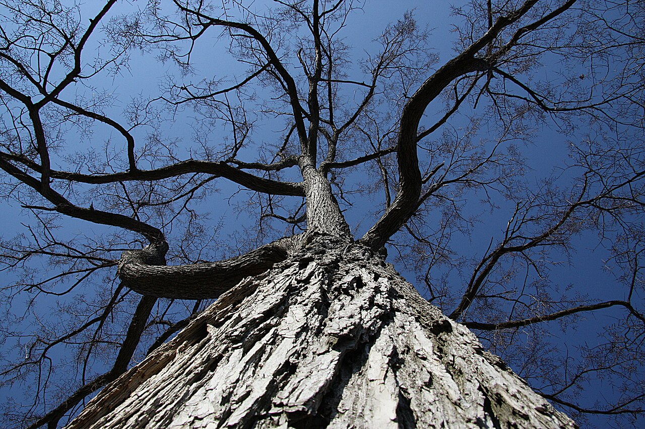 Slippery Elm (Ulmus rubra)