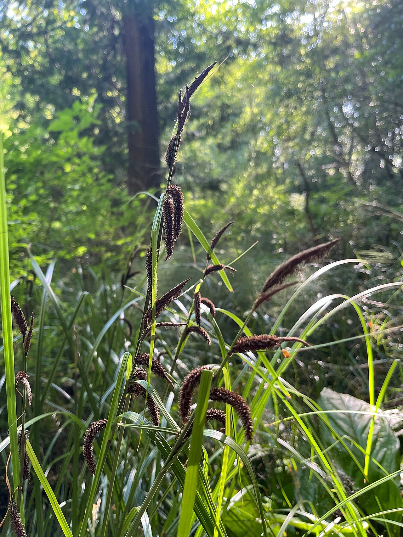 Slough Sedge (Carex obnupta) - PlantNative.org Carex obnupta flowering stems with dark drooping spikes growing in a shaded Pacific Northwest wetland