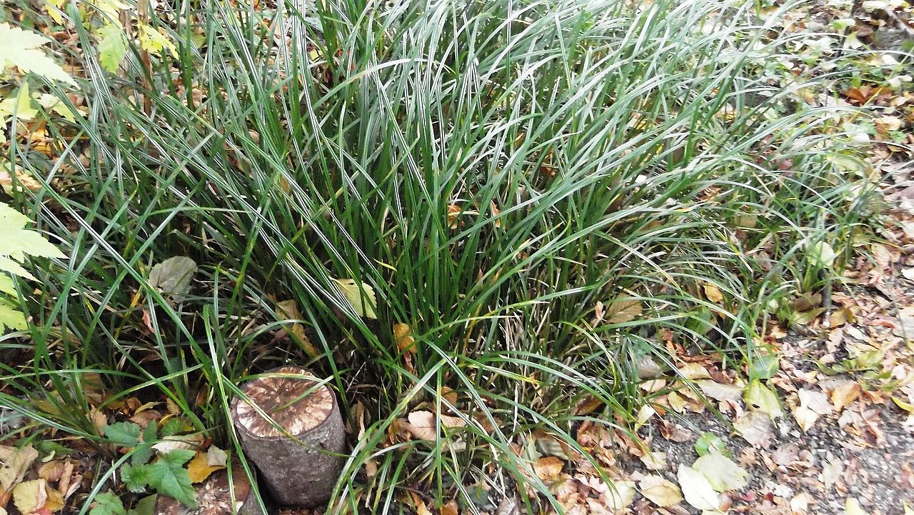 Slough Sedge (Carex obnupta) - PlantNative.org Slough Sedge (Carex obnupta) growing as a large arching clump with dark green, glossy leaves