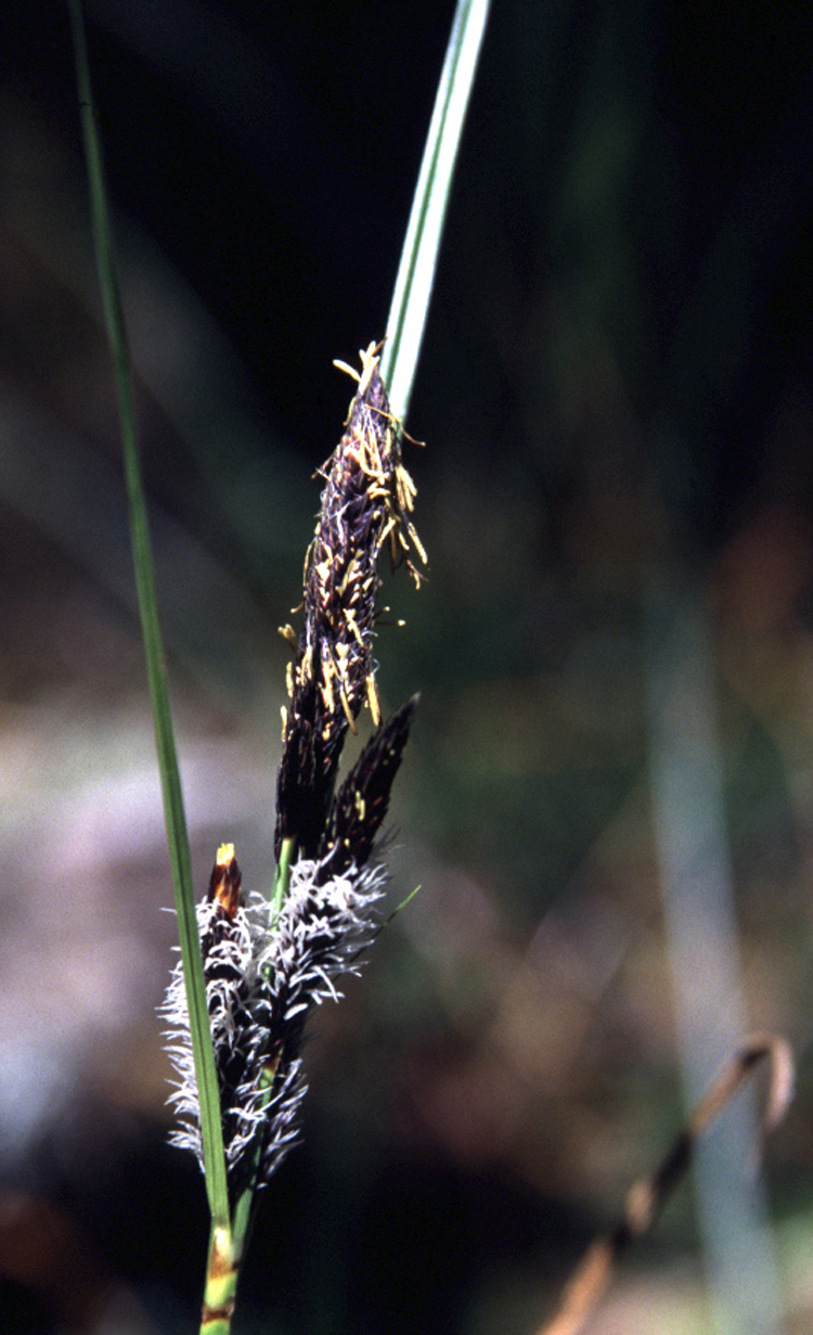 Slough Sedge (Carex obnupta) - PlantNative.org Close-up of a mature Carex obnupta seed spike, dark blackish-brown with pale stigma hairs