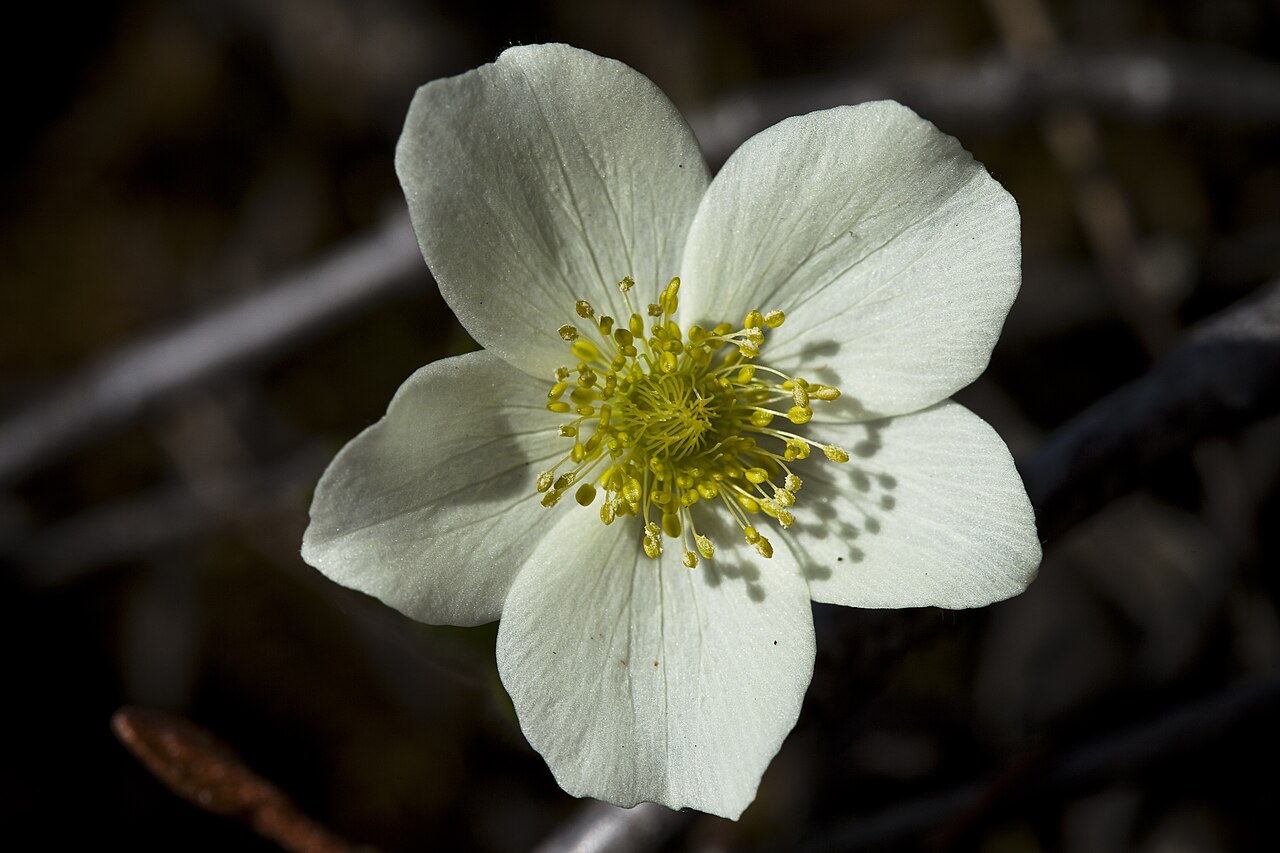 Small-flowered Anemone (Anemone parviflora) - PlantNative.org Small-flowered anemone (Anemone parviflora) single white five-petaled flower with a cluster of yellow stamens, photographed in Denali National Park, Alaska