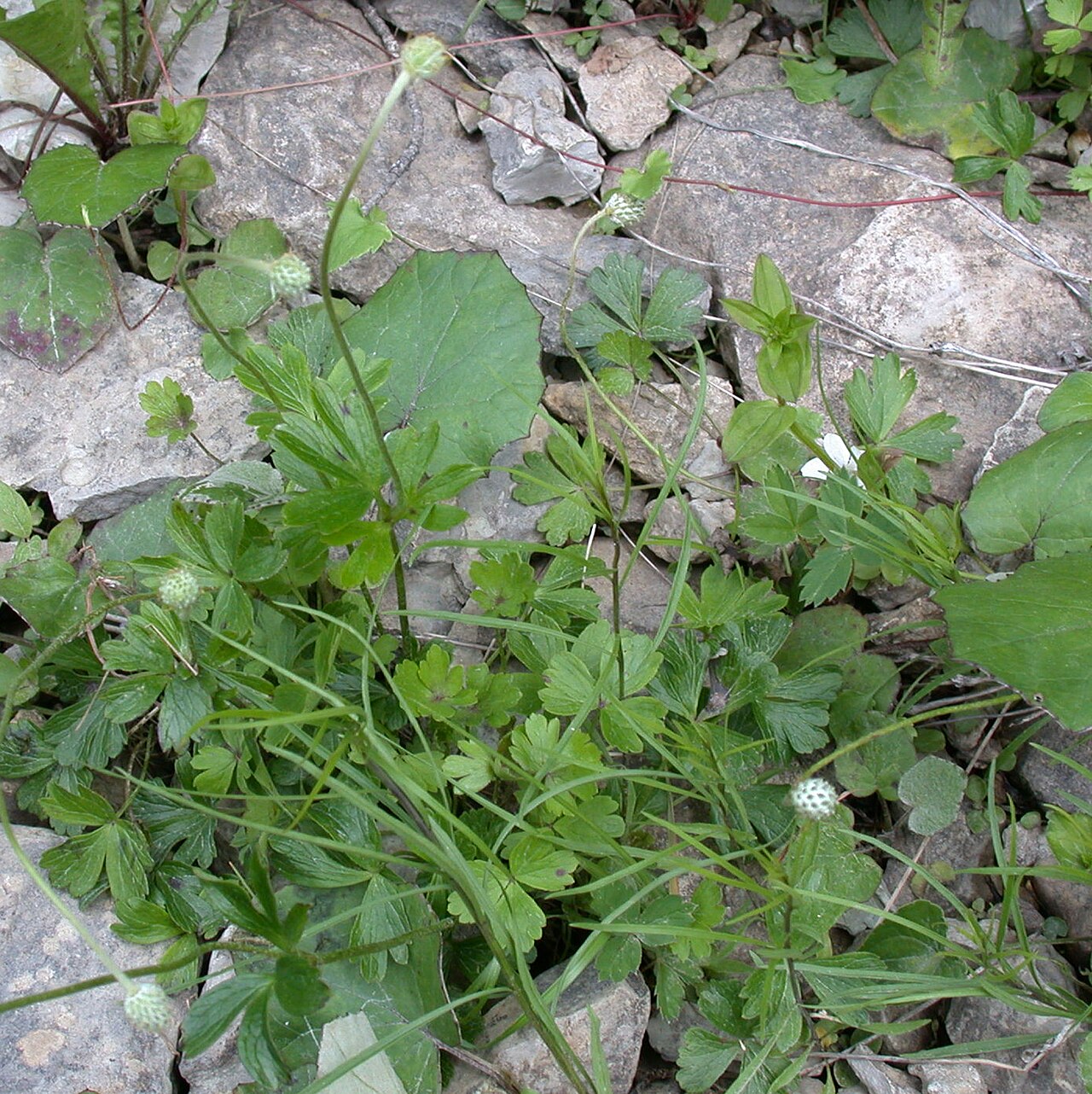 Small-flowered Anemone (Anemone parviflora) - PlantNative.org Small-flowered anemone (Anemone parviflora) growth habit showing lobed basal leaves and rounded woolly seed heads growing among limestone rocks