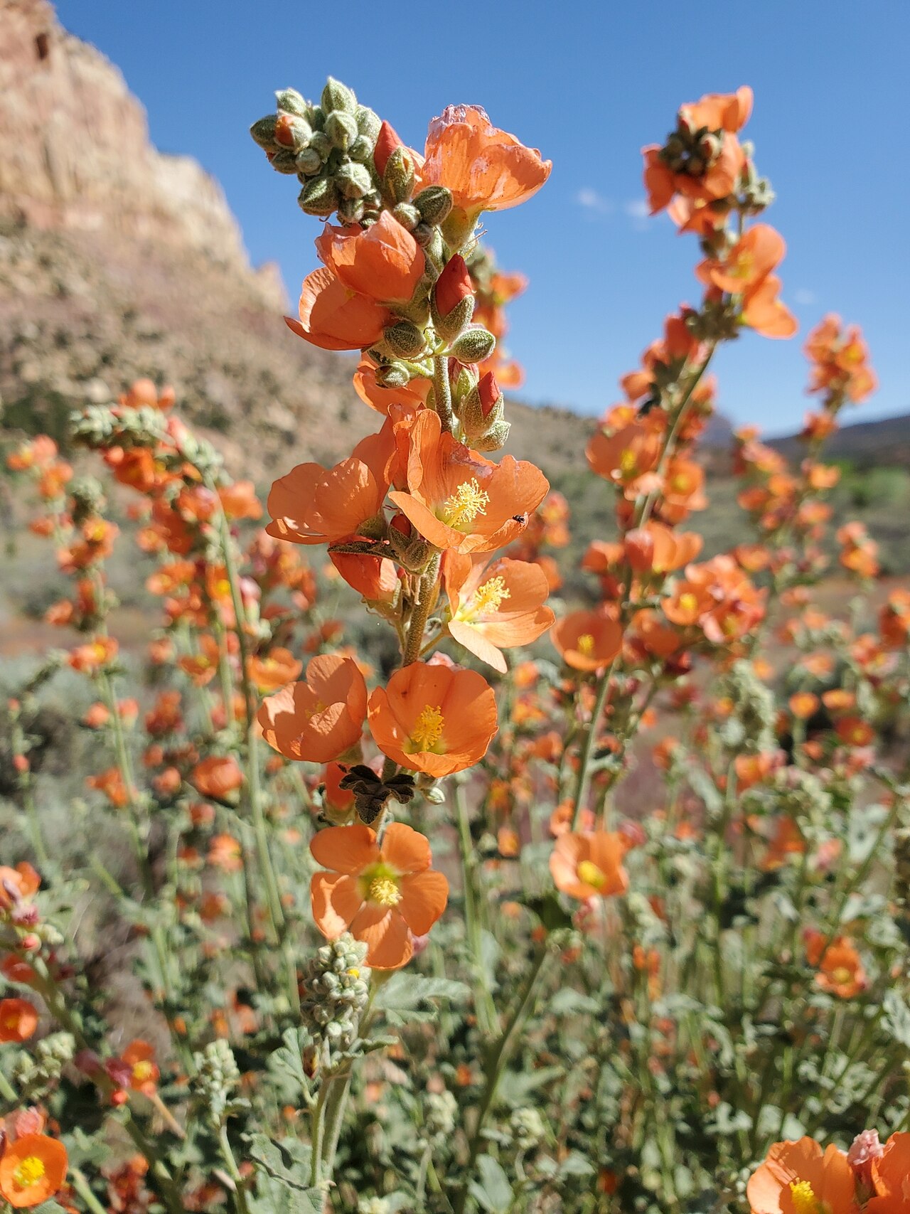 Small-leaf Globemallow (Sphaeralcea parvifolia) - PlantNative.org Close-up of small-leaf globemallow flower spike showing orange cupped flowers, unopened buds, and gray-green lobed leaves