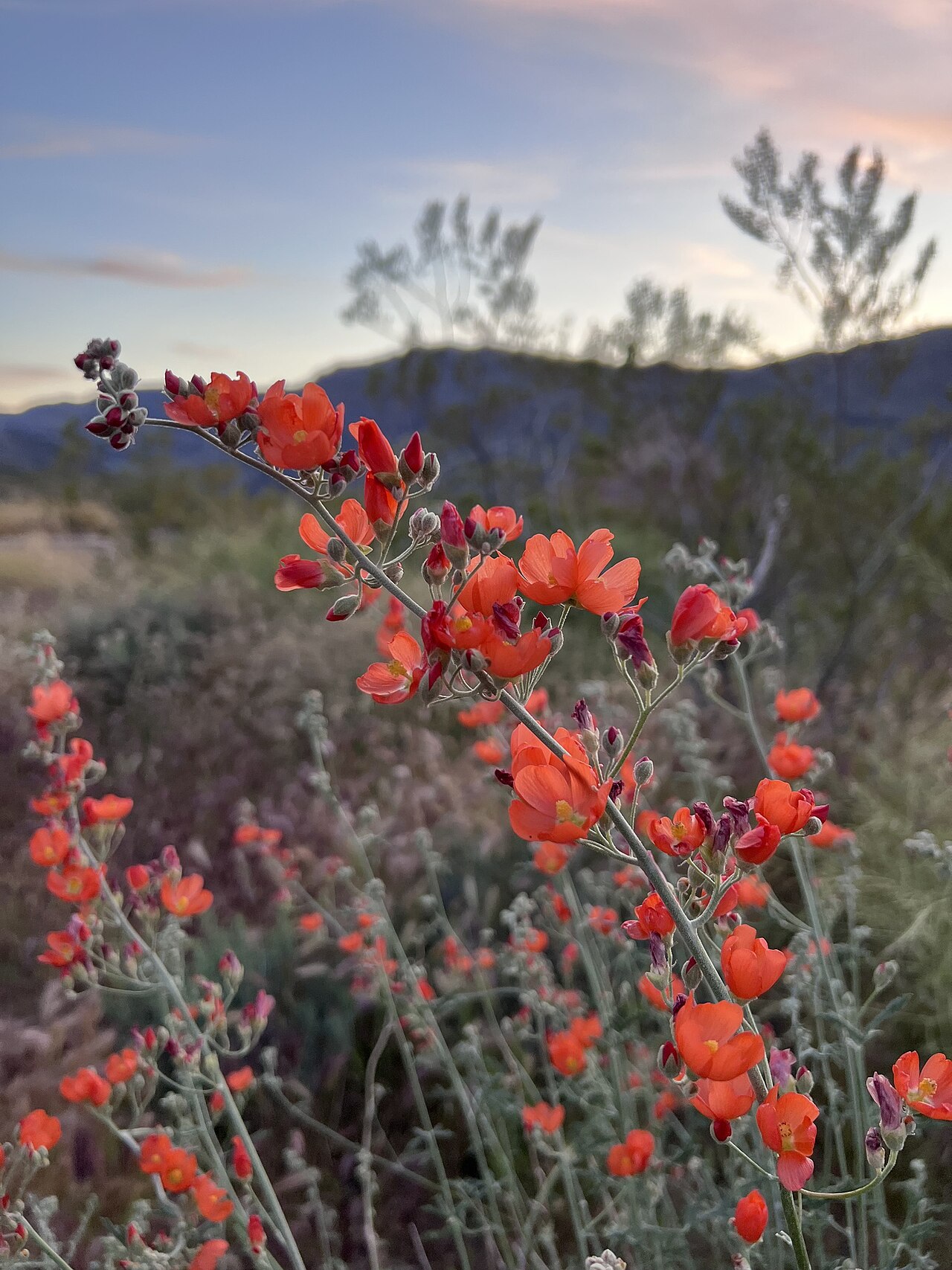 Small-leaf Globemallow (Sphaeralcea parvifolia) - PlantNative.org Small-leaf globemallow (Sphaeralcea parvifolia) arching stem covered in orange-red cupped flowers against a desert mountain backdrop