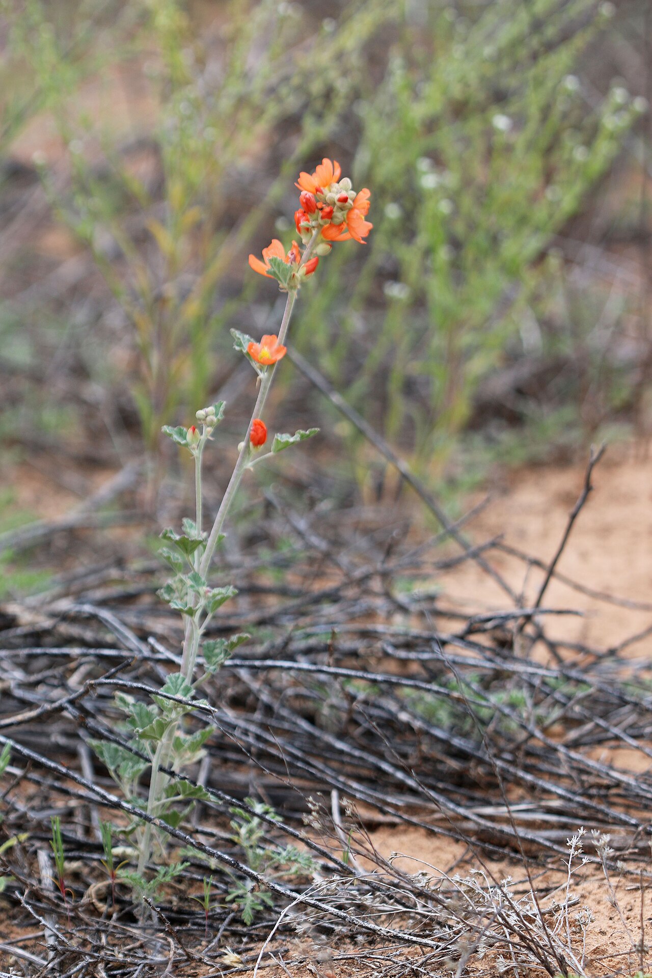 Small-leaf Globemallow (Sphaeralcea parvifolia) - PlantNative.org Small-leaf globemallow growing wild in sandy desert scrub habitat in southern Utah