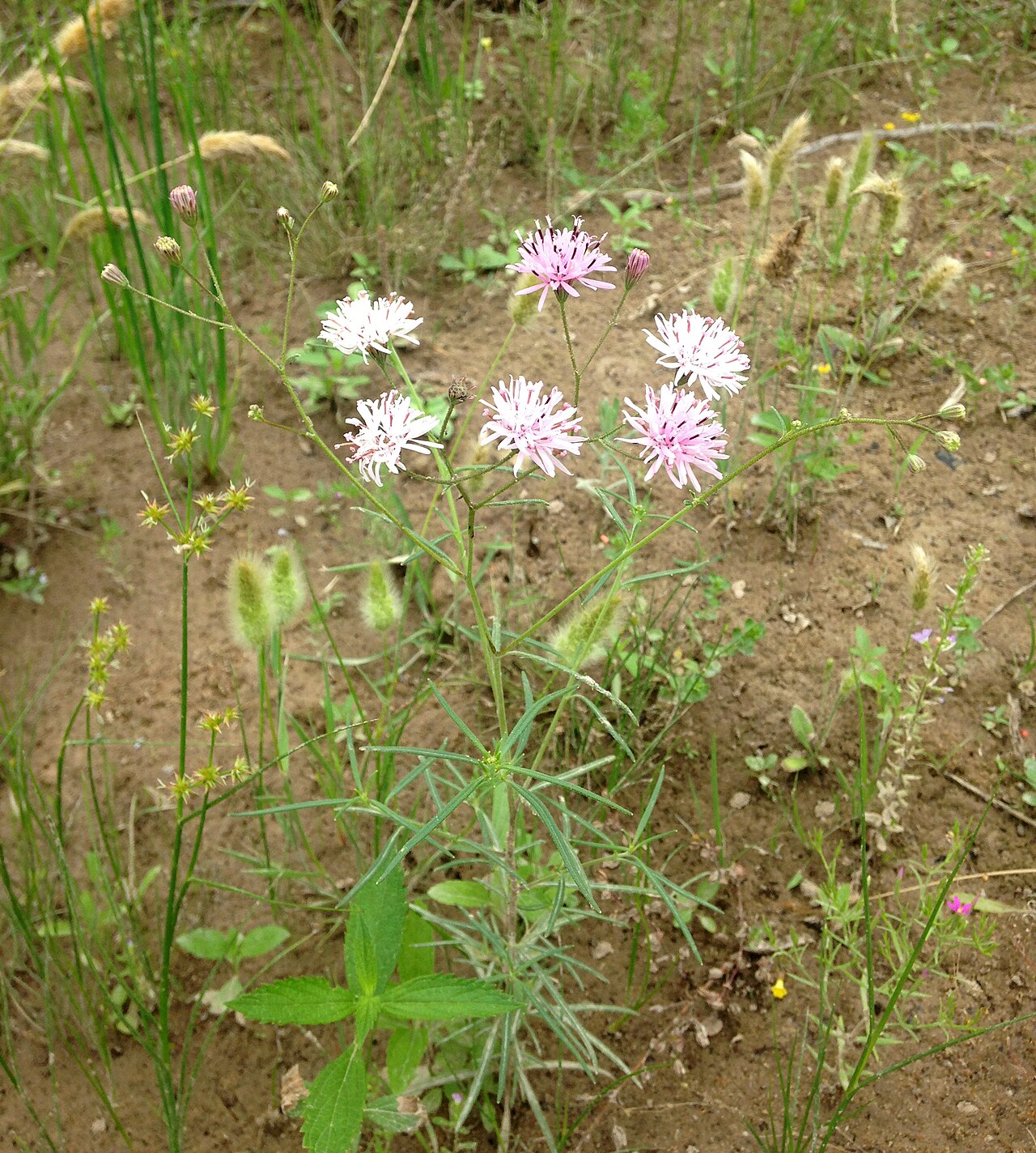 Small Palafox (Palafoxia callosa) - PlantNative.org Small palafox (Palafoxia callosa) plant in bloom with pink and white flower heads on the Edwards Plateau, Texas