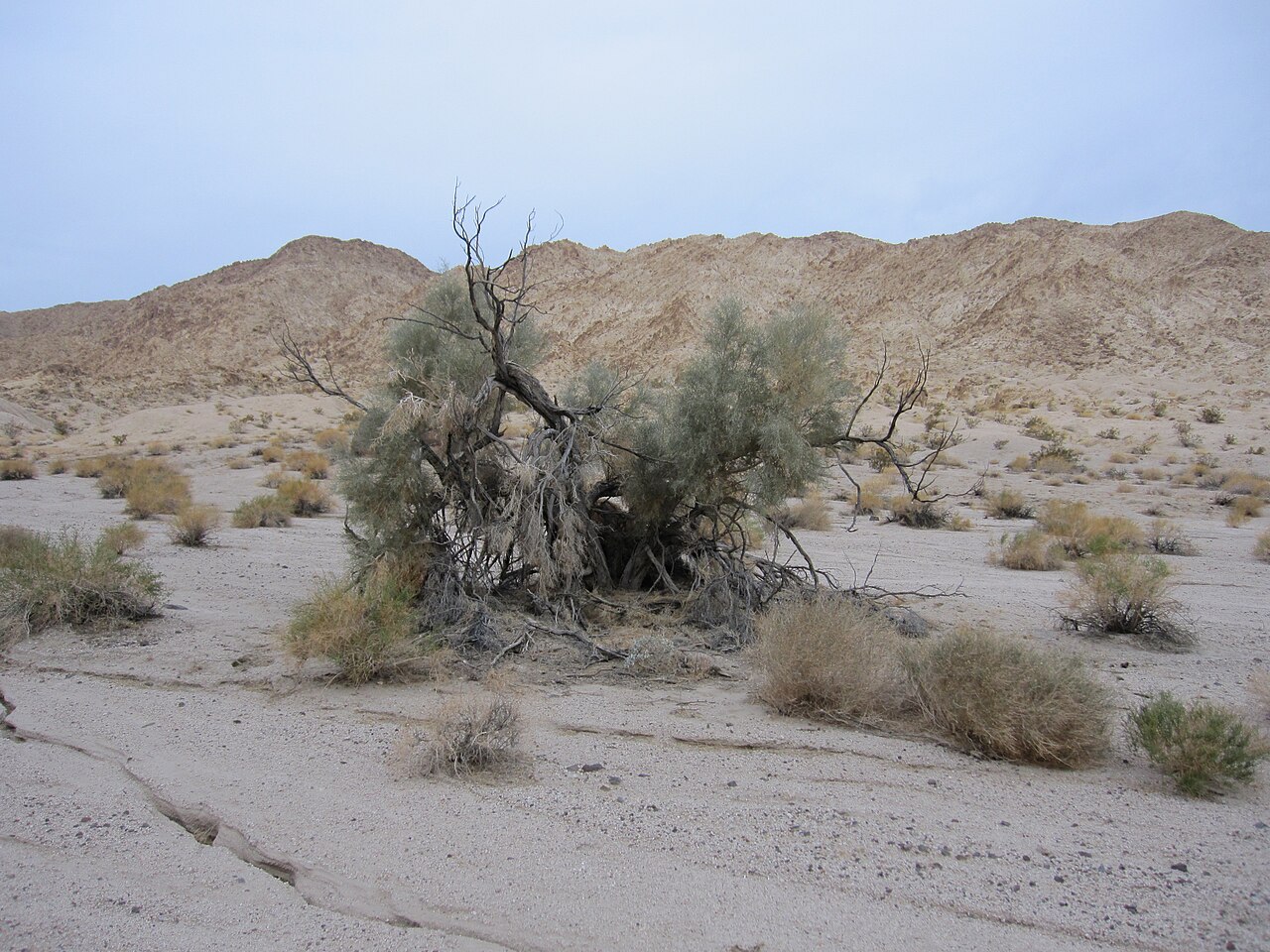 Smoke Tree (Psorothamnus spinosus) - PlantNative.org Smoke tree growing in a sandy desert wash habitat in the Owlshead Mountains