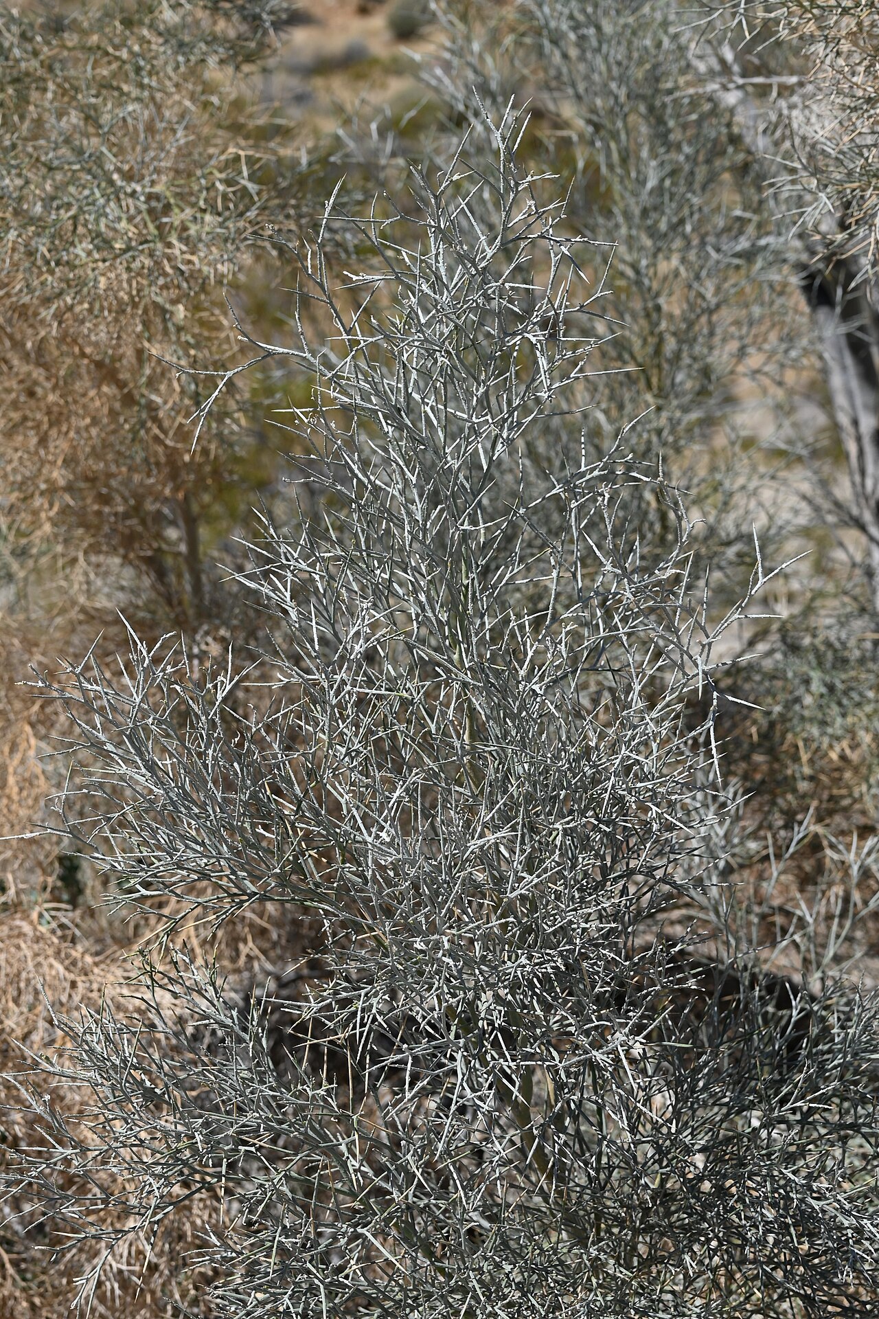 Smoke Tree (Psorothamnus spinosus) - PlantNative.org Smoke tree (Psorothamnus spinosus) with silvery-gray spiny branches growing in a sandy desert wash