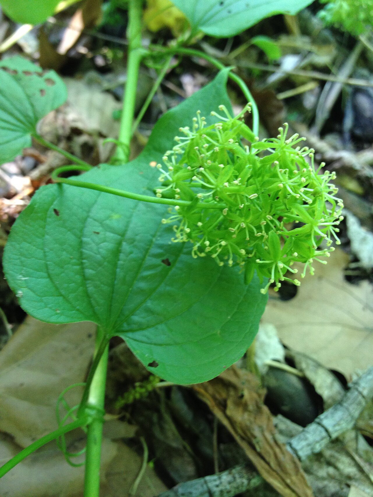 Smooth Carrionflower (Smilax herbacea) - PlantNative.org Smooth Carrionflower (Smilax herbacea) vine with heart-shaped leaves and a round greenish flower cluster along the Potomac in Virginia