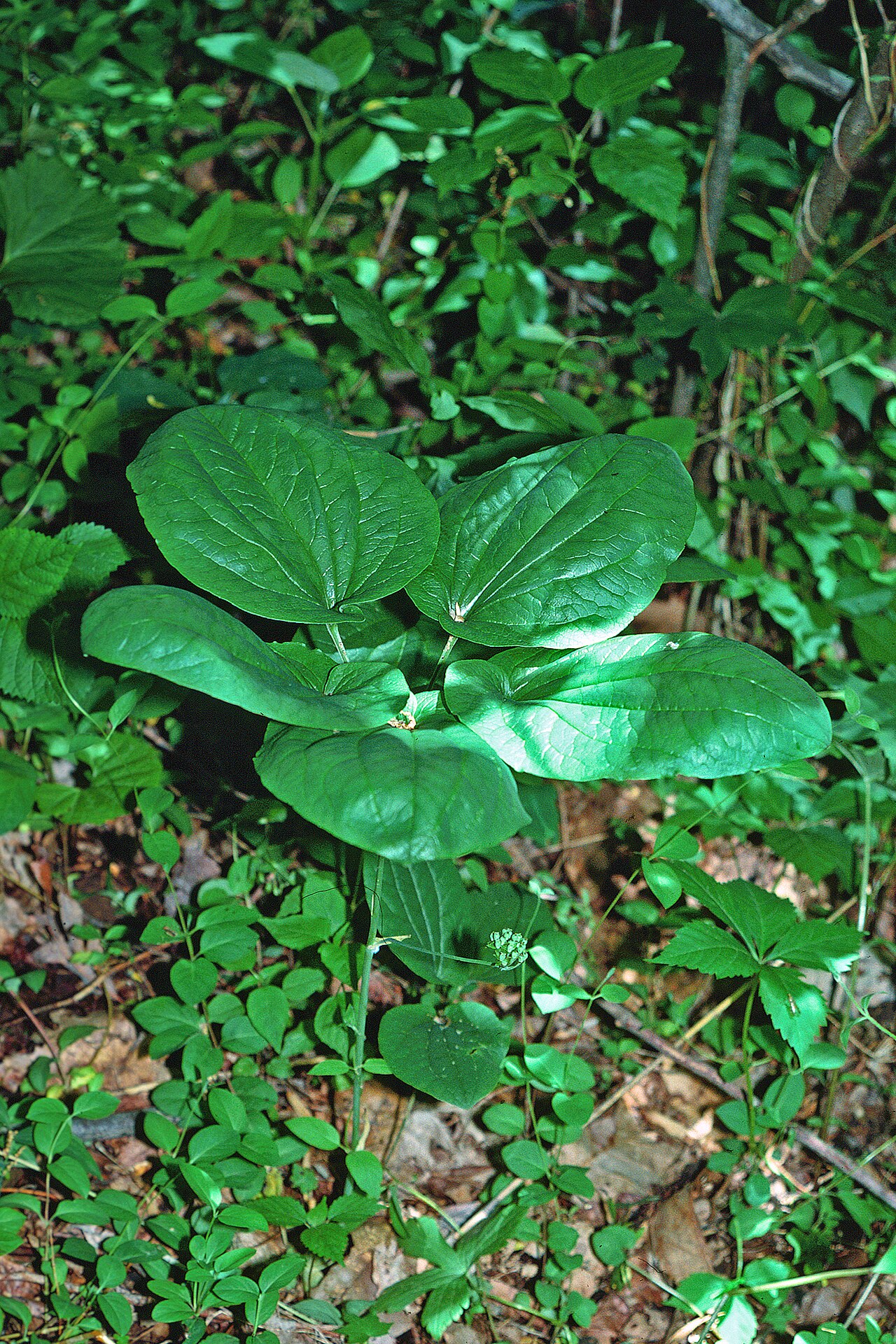 Smooth Carrionflower (Smilax herbacea) - PlantNative.org Young Smilax herbacea plant showing a rosette of broad, glossy, heart-shaped leaves on an unarmed green stem