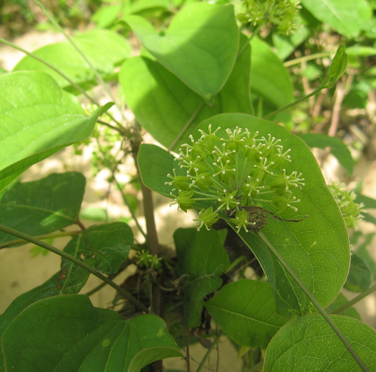 Smooth Carrionflower (Smilax herbacea) - PlantNative.org Close-up of a round umbel of small greenish-white Smilax herbacea flowers surrounded by broad leaves, photographed in Alabama