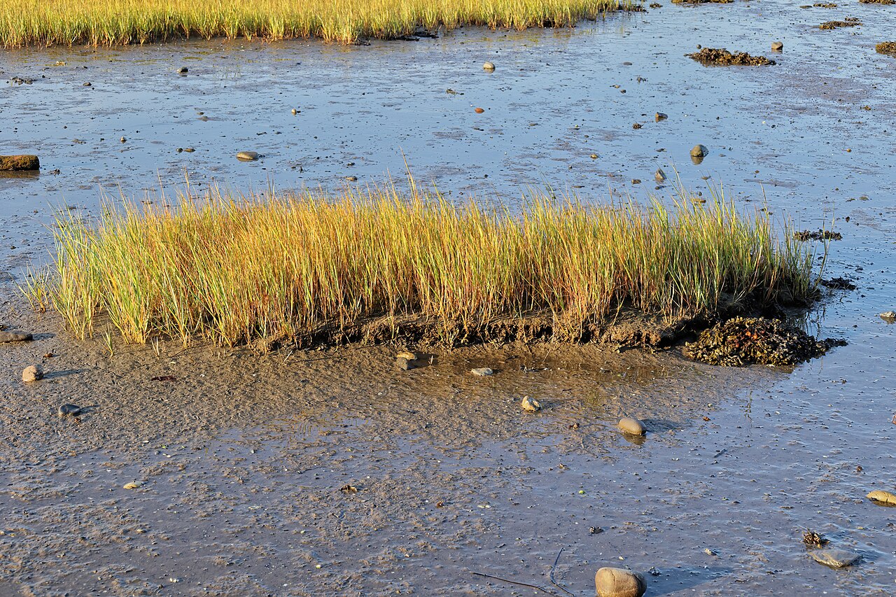 Close-up of a Smooth Cordgrass clump growing directly in tidal mud at low tide