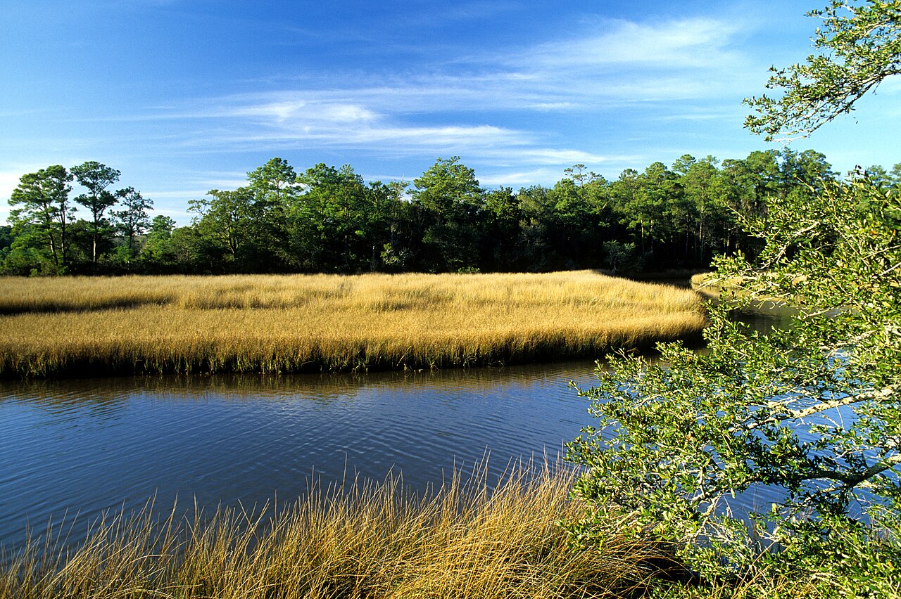 Smooth Cordgrass (Spartina alterniflora) marsh along a tidal creek, with golden-green grass stands fringing the water