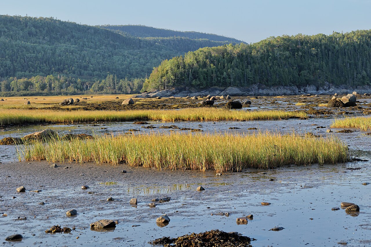 Smooth Cordgrass growing on a tidal flat at low tide along a rocky coastline