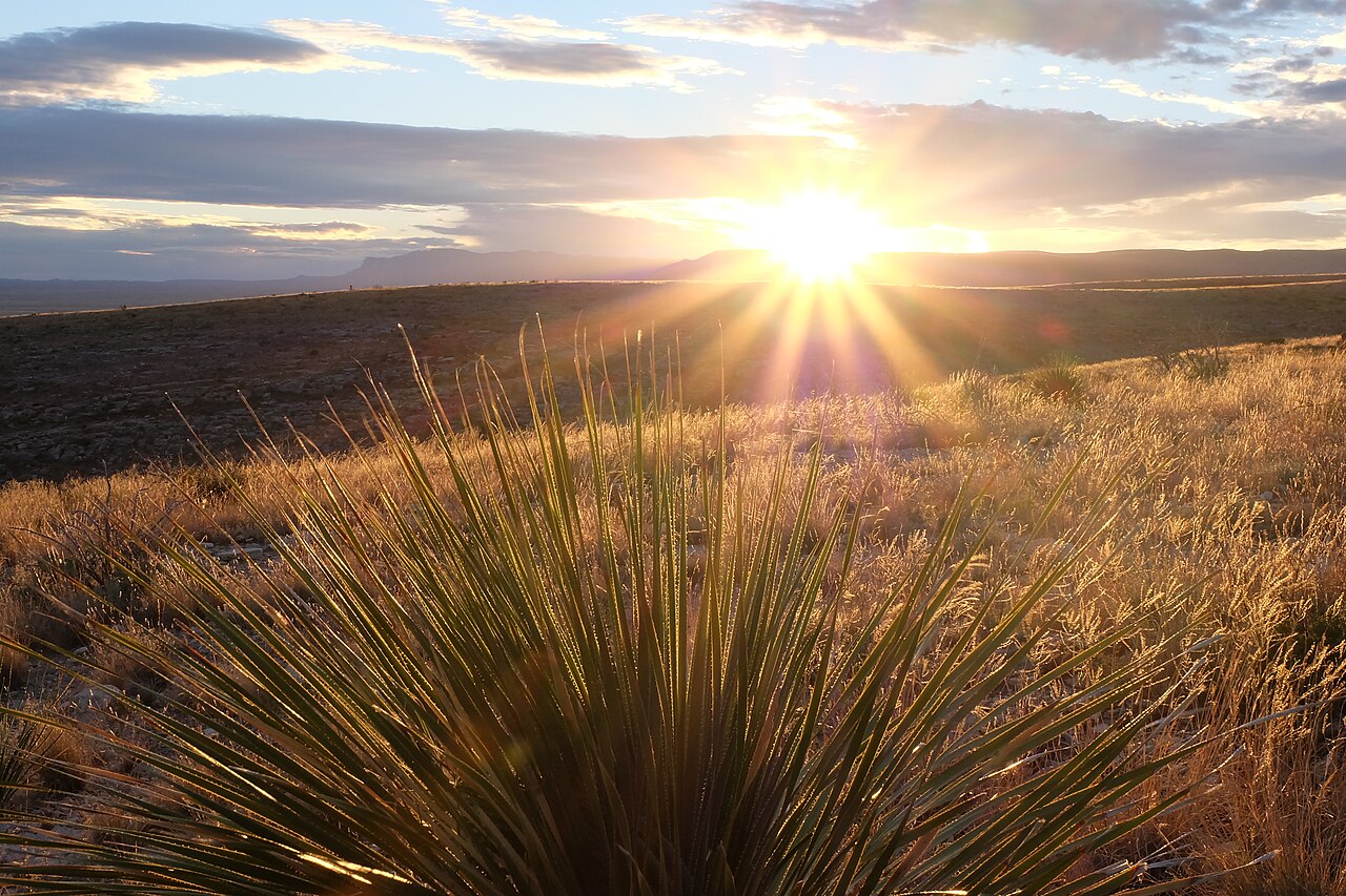 Smooth Sotol (Dasylirion leiophyllum) - PlantNative.org Smooth Sotol (Dasylirion leiophyllum) silhouetted against a desert sunset in grassland habitat near the Guadalupe Mountains