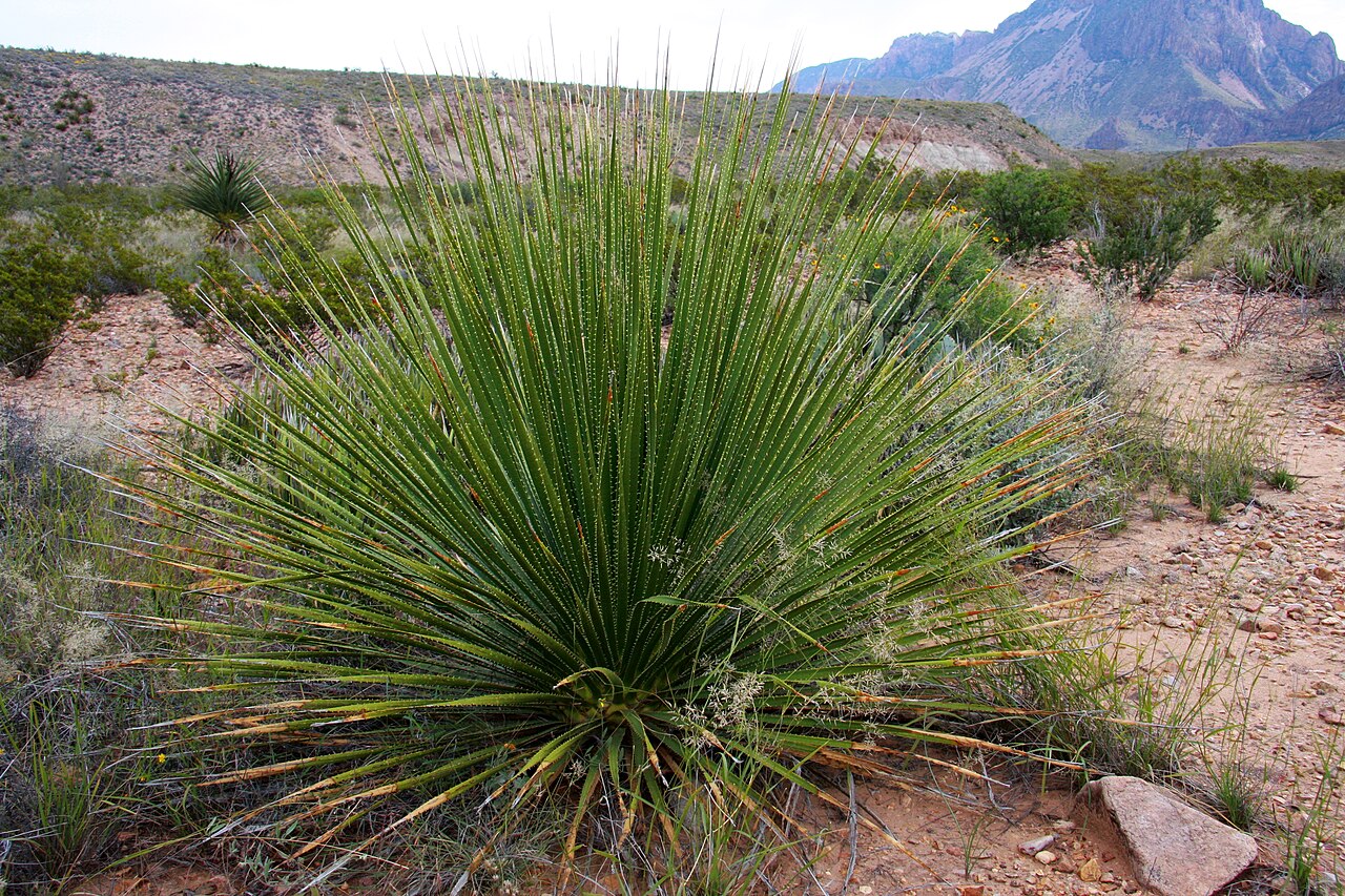 Smooth Sotol (Dasylirion leiophyllum) - PlantNative.org Smooth Sotol (Dasylirion leiophyllum) forming a large rounded rosette of narrow serrated leaves in the Chihuahuan Desert near Big Bend National Park