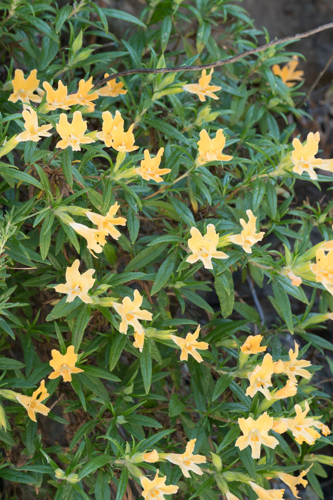 Southern bush monkeyflower (Diplacus longiflorus) shrub covered in pale yellow-orange tubular flowers