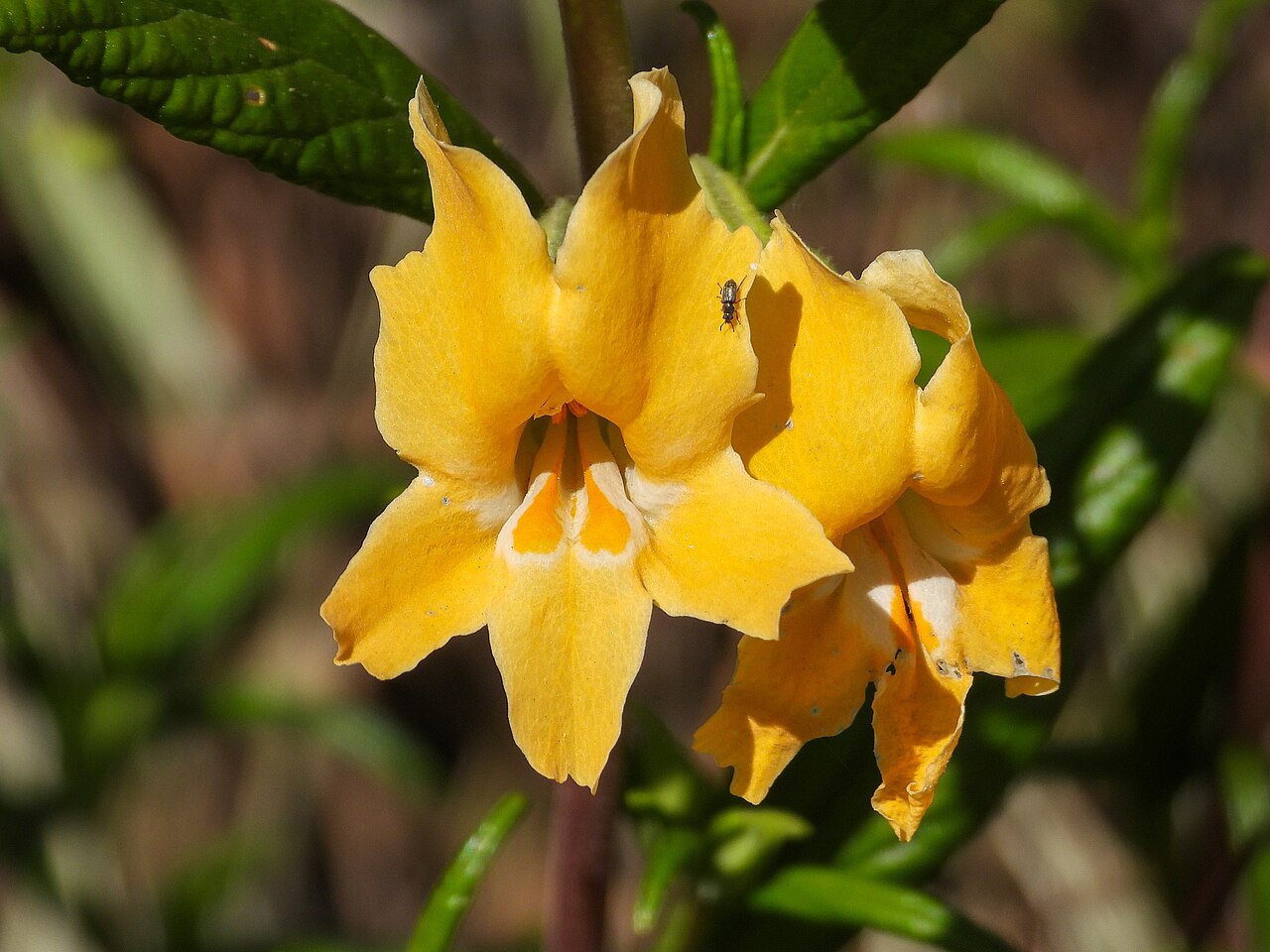 Southern bush monkeyflower (Diplacus longiflorus) close-up of a pale buff-yellow tubular flower