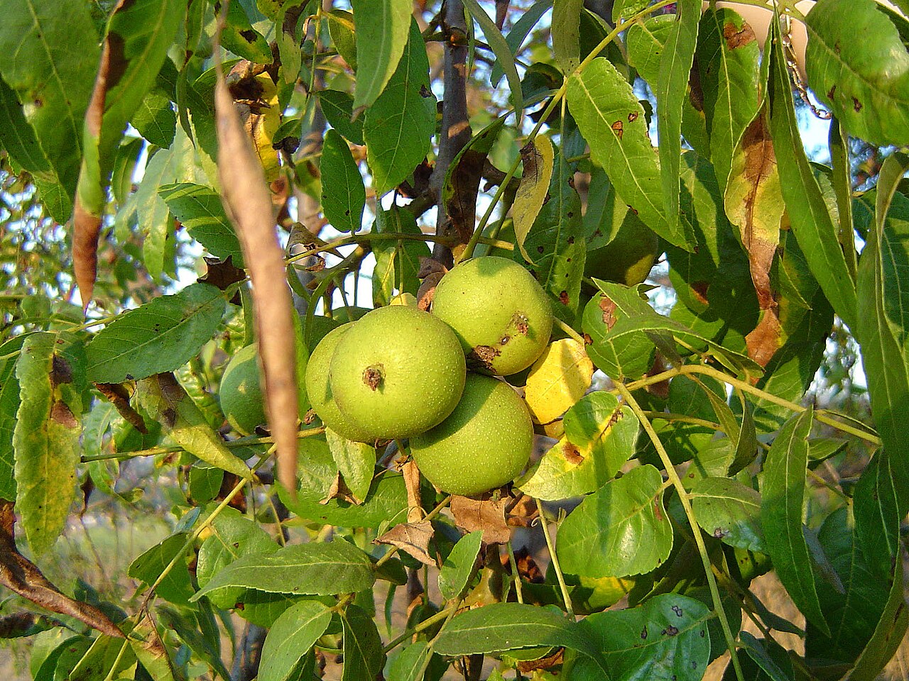Southern California Black Walnut (Juglans californica) - PlantNative.org Close-up of Southern California black walnut (Juglans californica) compound leaves and a cluster of green fruit husks