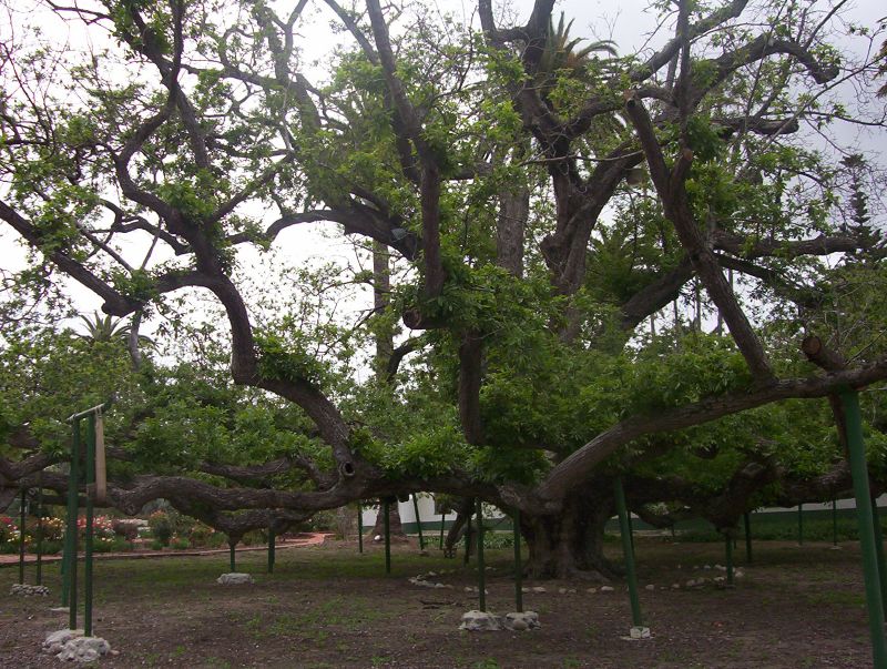 Southern California Black Walnut (Juglans californica) - PlantNative.org Ancient, sprawling multi-trunked Southern California black walnut (Juglans californica) tree at Rancho Camulos, Ventura County