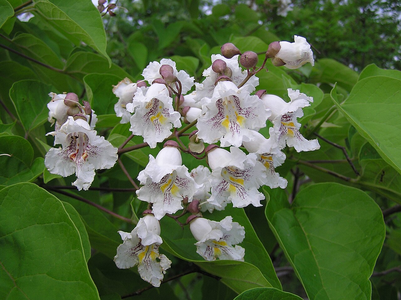 Southern Catalpa (Catalpa bignonioides) - PlantNative.org Close-up of Southern Catalpa (Catalpa bignonioides) white bell-shaped flowers with yellow stripes and purple speckling in the throat
