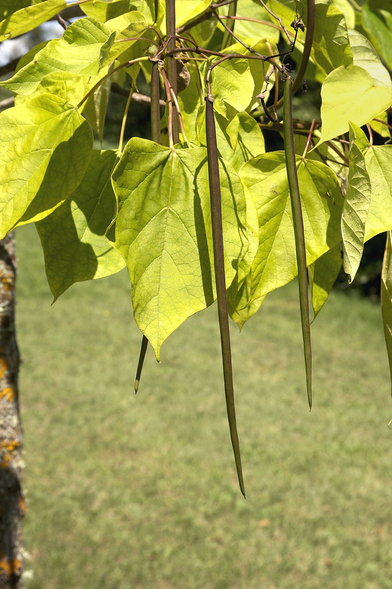 Southern Catalpa (Catalpa bignonioides) - PlantNative.org Southern Catalpa (Catalpa bignonioides) heart-shaped leaves and long, slender, cigar-like seed pods hanging from a branch