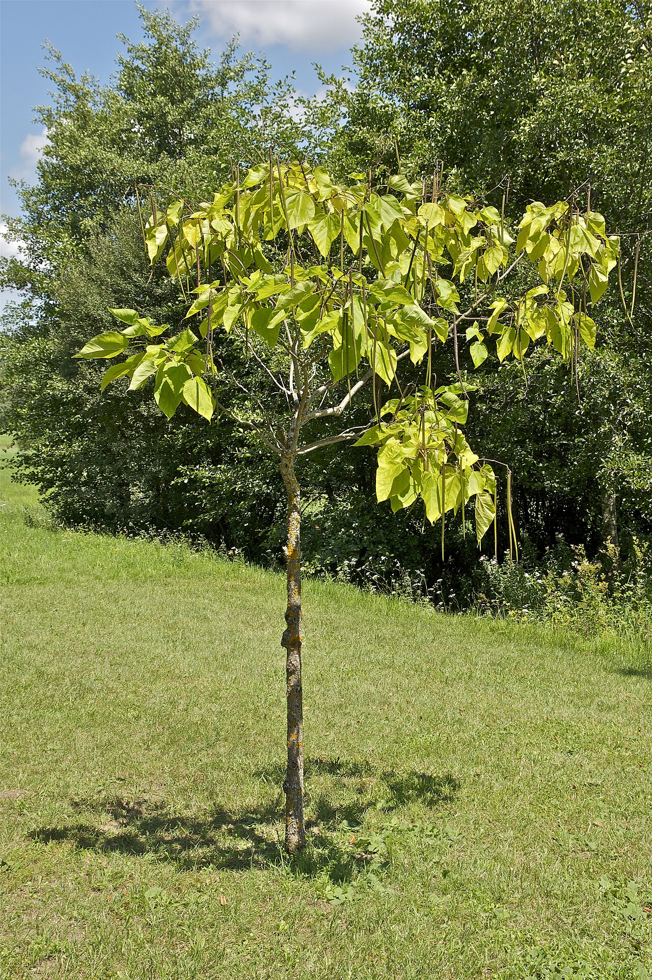 Southern Catalpa (Catalpa bignonioides) - PlantNative.org Young Southern Catalpa (Catalpa bignonioides) tree with a broad rounded crown of heart-shaped leaves and hanging seed pods