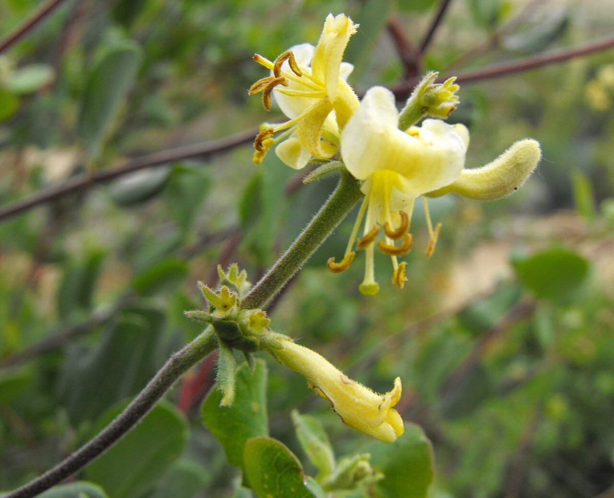 Southern Honeysuckle (Lonicera subspicata) - PlantNative.org Pale yellow tubular flowers of southern honeysuckle (Lonicera subspicata) on a hairy stem with rounded leaves