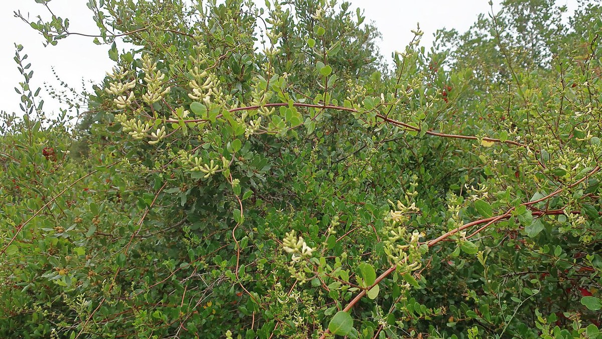 Southern Honeysuckle (Lonicera subspicata) - PlantNative.org Sprawling southern honeysuckle (Lonicera subspicata) scrambling among chaparral shrubs with small pale flowers visible