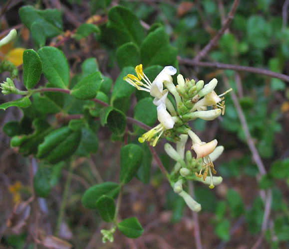 Southern Honeysuckle (Lonicera subspicata) - PlantNative.org Close-up of southern honeysuckle (Lonicera subspicata) showing paired rounded leaves and a cluster of pale yellow flowers