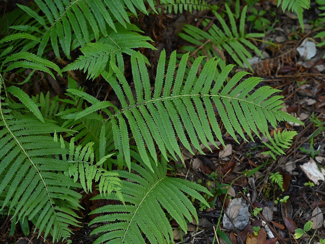 Overhead close-up of Southern Shield Fern (Thelypteris kunthii) fronds among leaf litter in woodland habitat