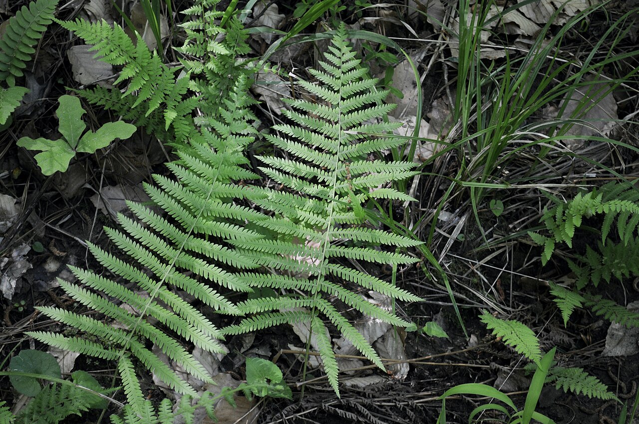 Close-up of a single Southern Shield Fern (Thelypteris kunthii) frond showing deeply lobed pinnae
