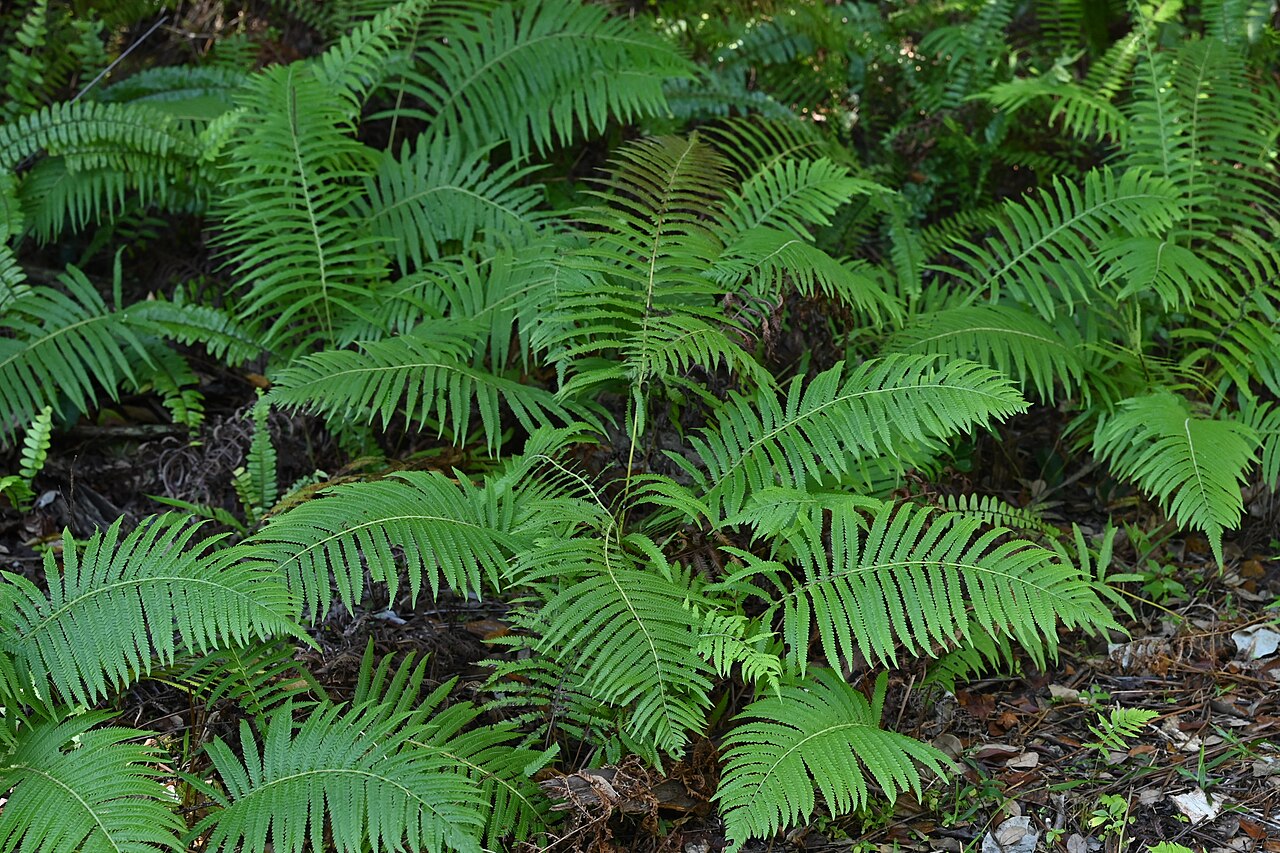 Southern Shield Fern (Thelypteris kunthii) colony growing wild in shaded habitat with arching sea-green fronds