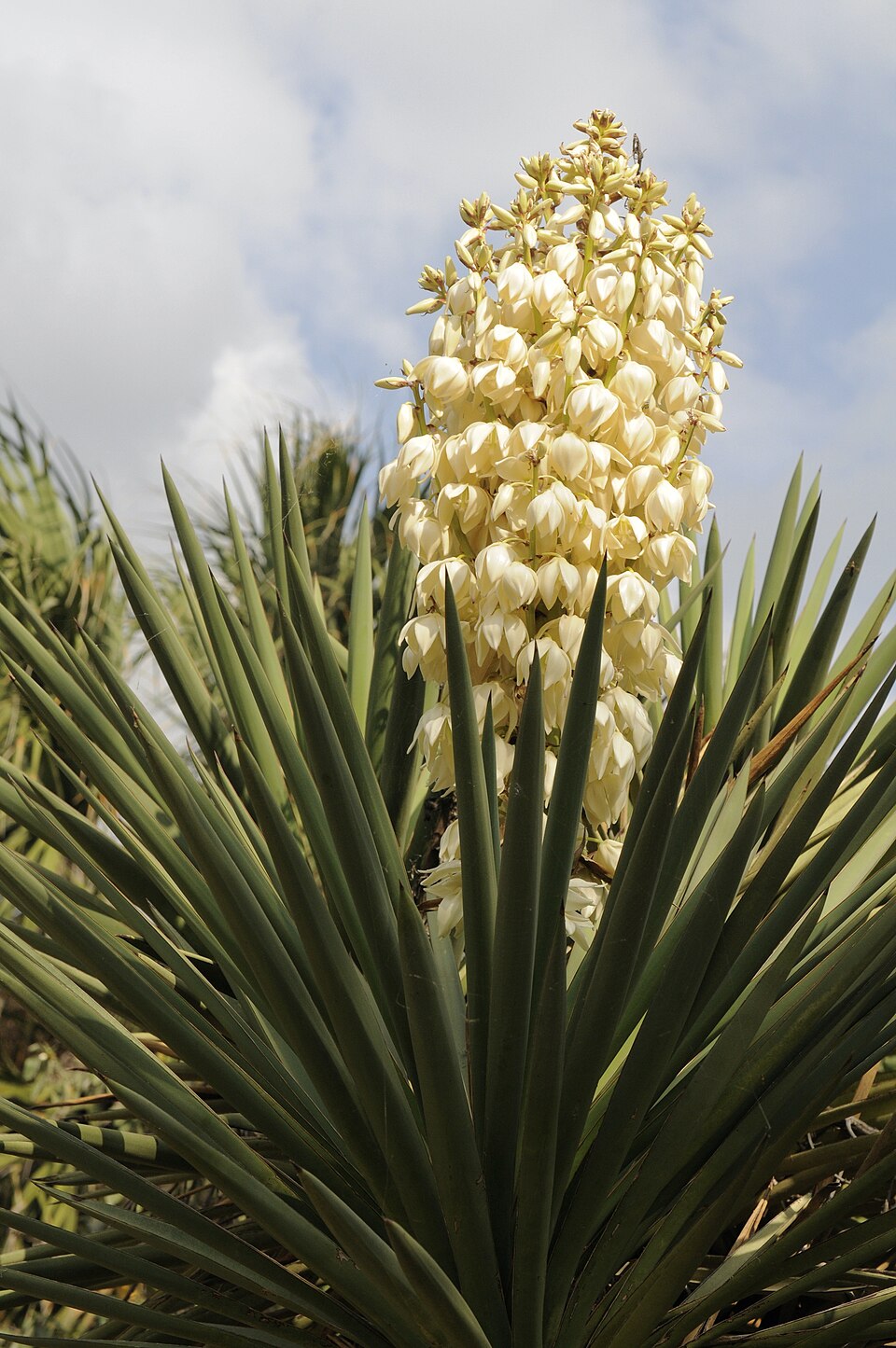 Spanish Dagger (Yucca treculeana) - PlantNative.org Close-up of the dense, creamy-white bell-shaped flower spike of Spanish Dagger (Yucca treculeana) rising above sharp blue-green leaves