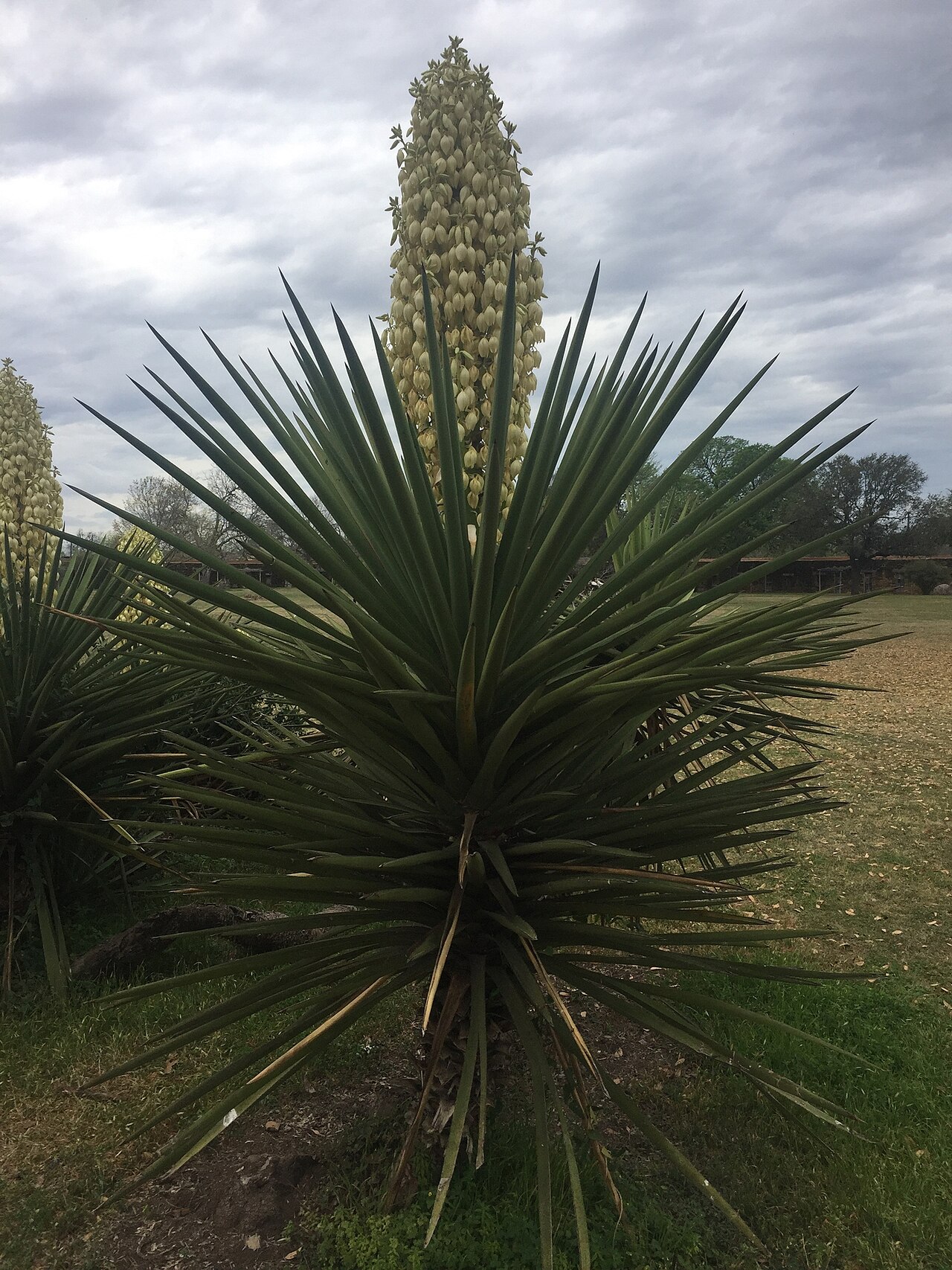 Spanish Dagger (Yucca treculeana) - PlantNative.org Spanish Dagger (Yucca treculeana) rosette of rigid, sharp-tipped blue-green leaves with a tall creamy-white flower spike rising above